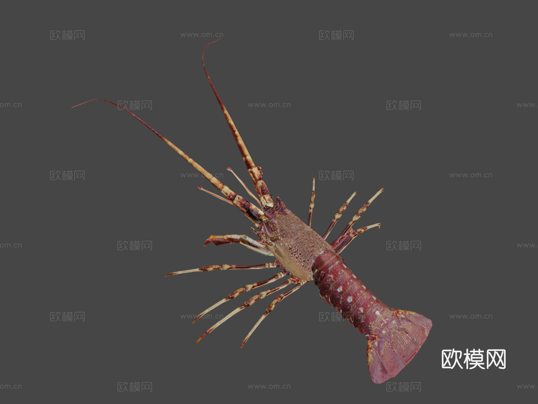 龙虾3d模型