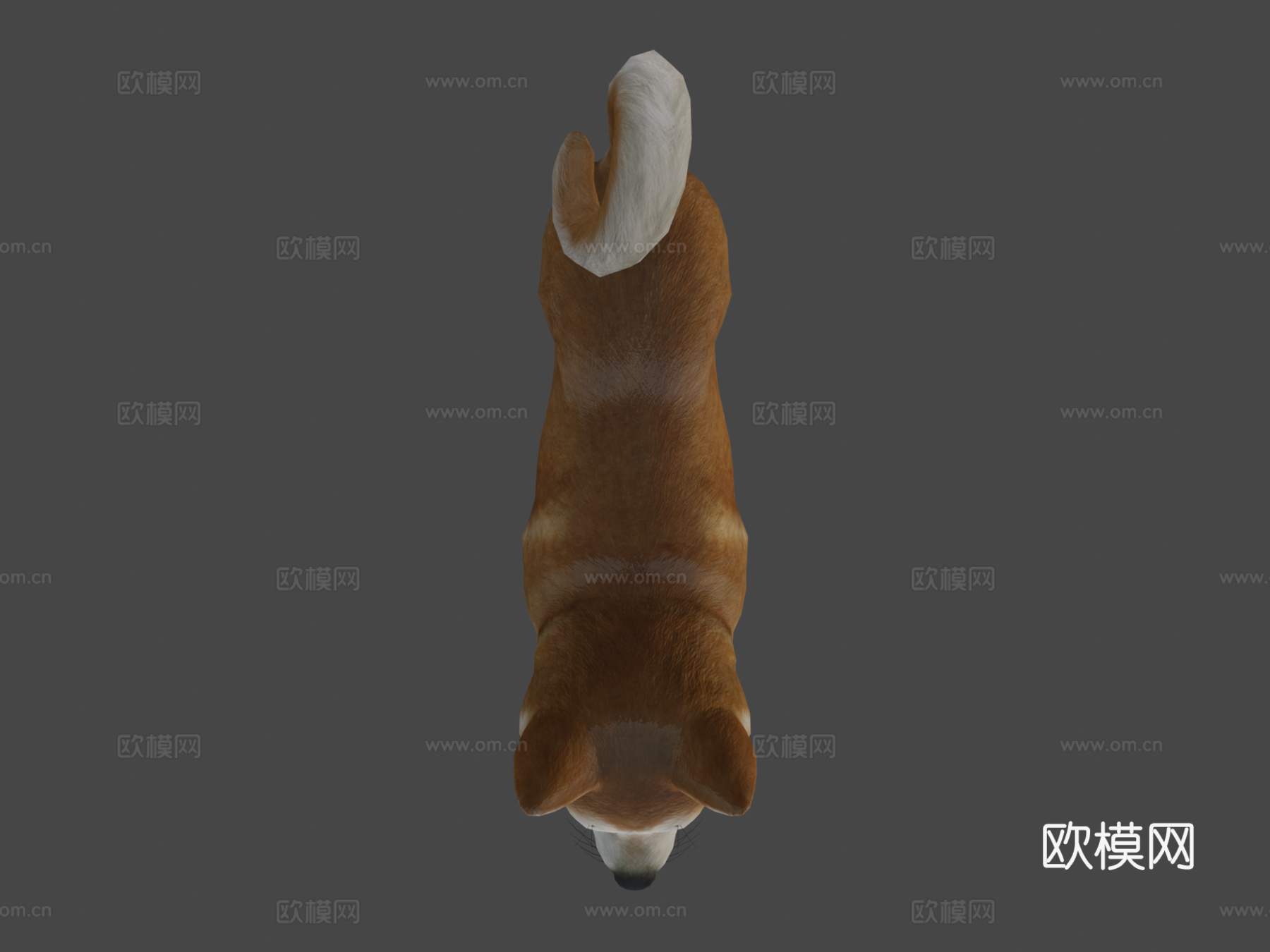 犬-秋田犬3d模型