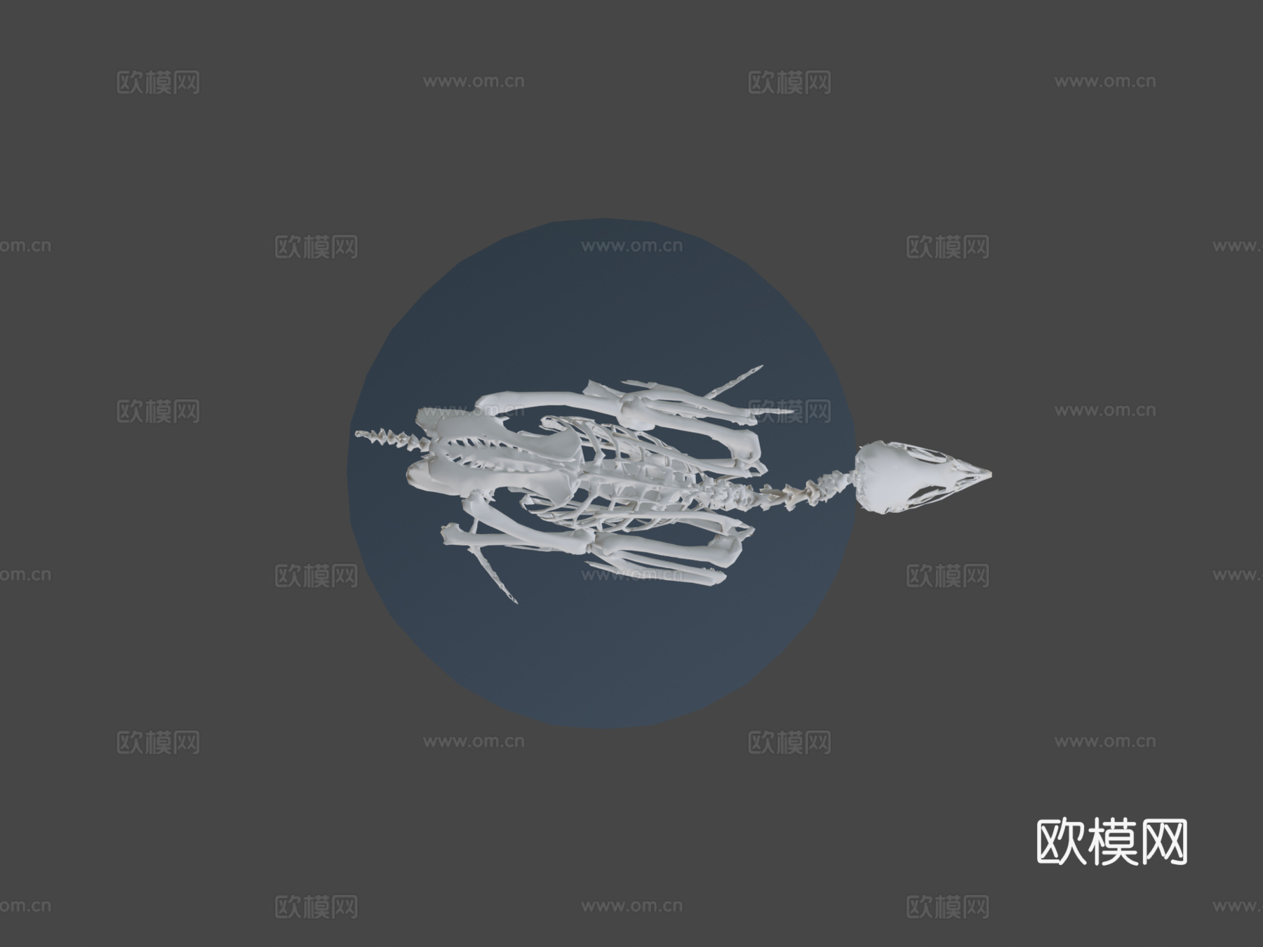 行走鹌鹑骨架3d模型