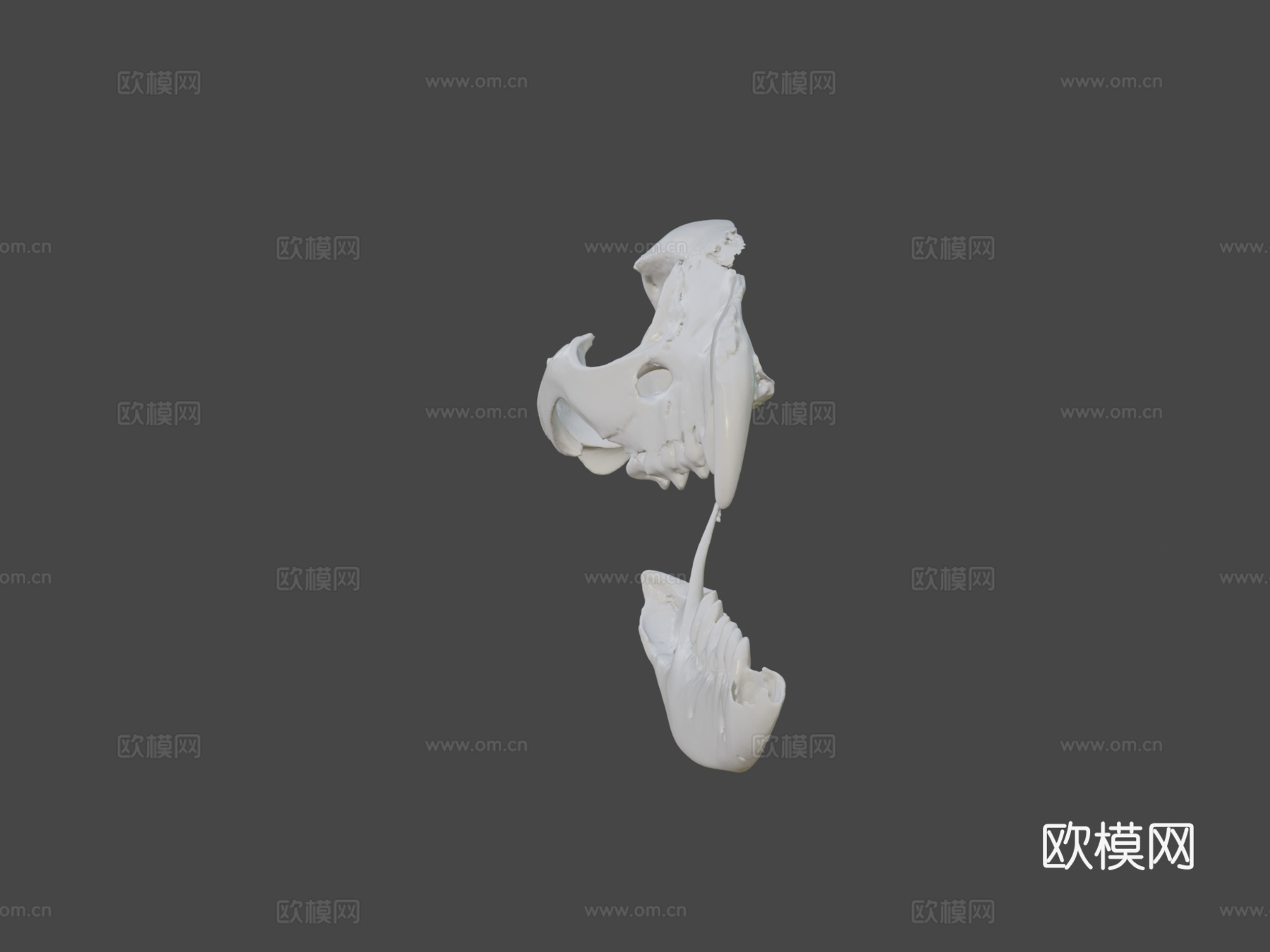 袋狼头骨3d模型