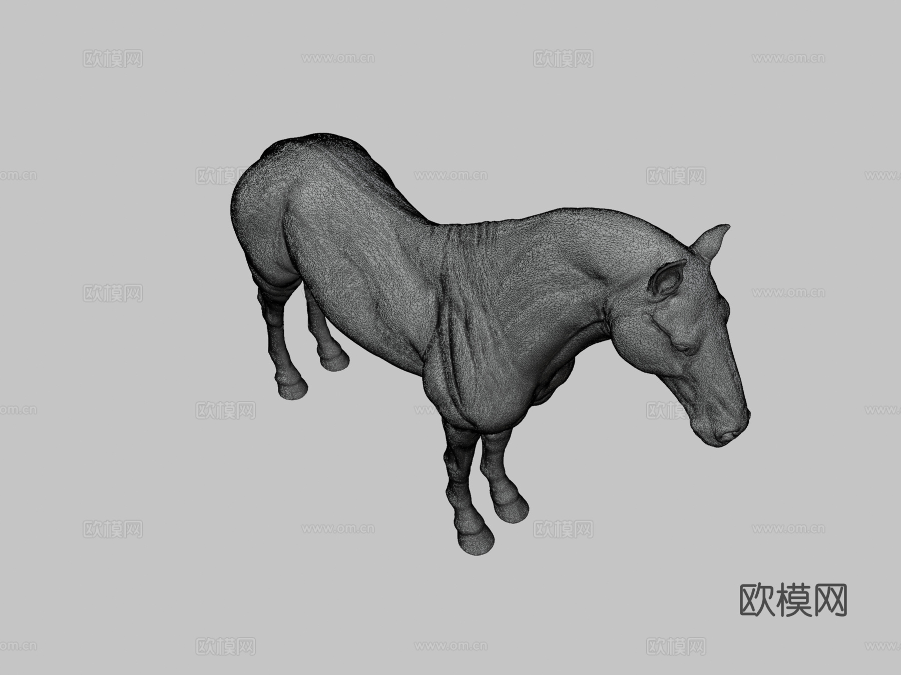 马解剖皮肤高多边形模型3d模型