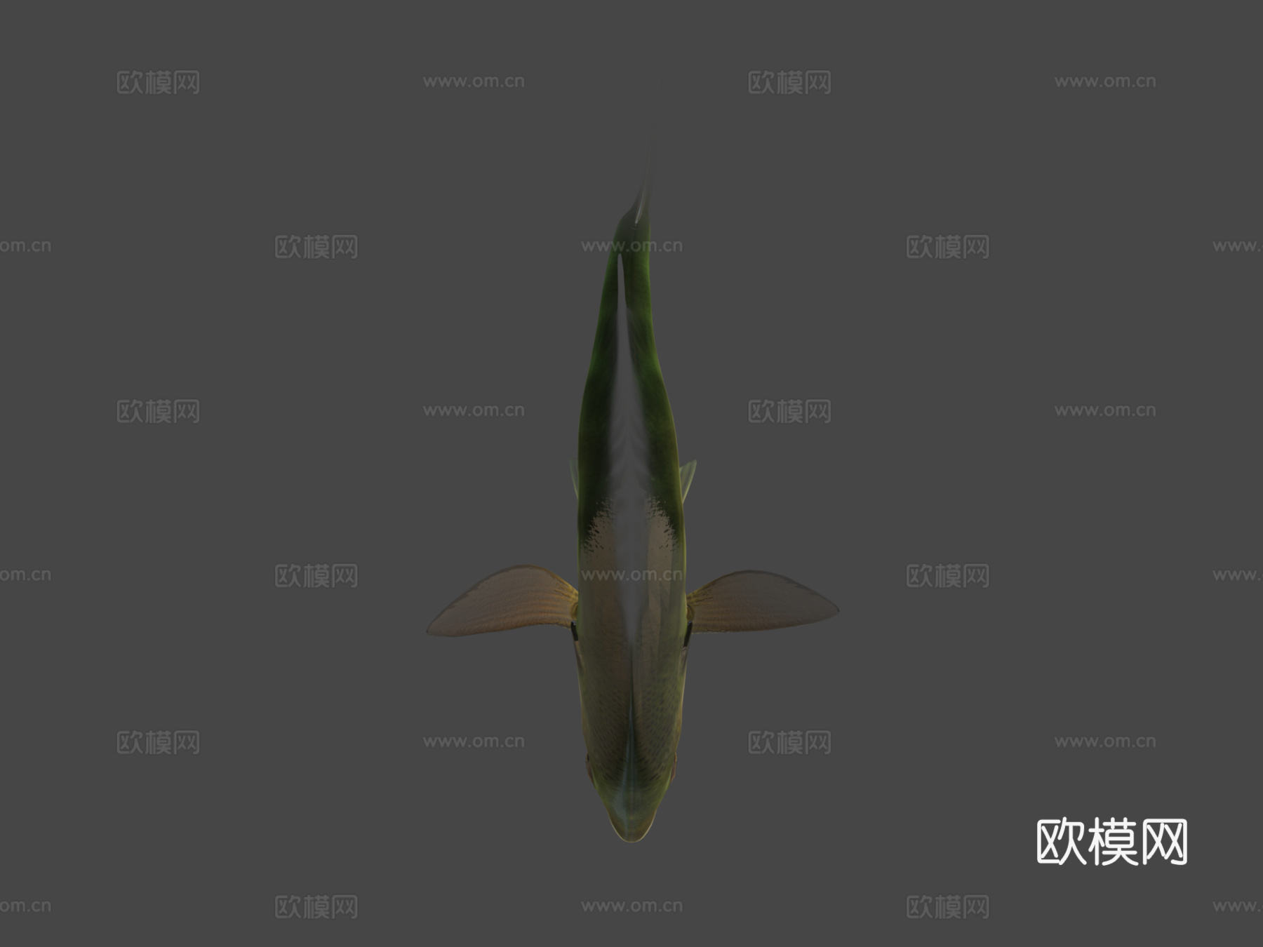 A型-蓝鳃太阳鱼3d模型
