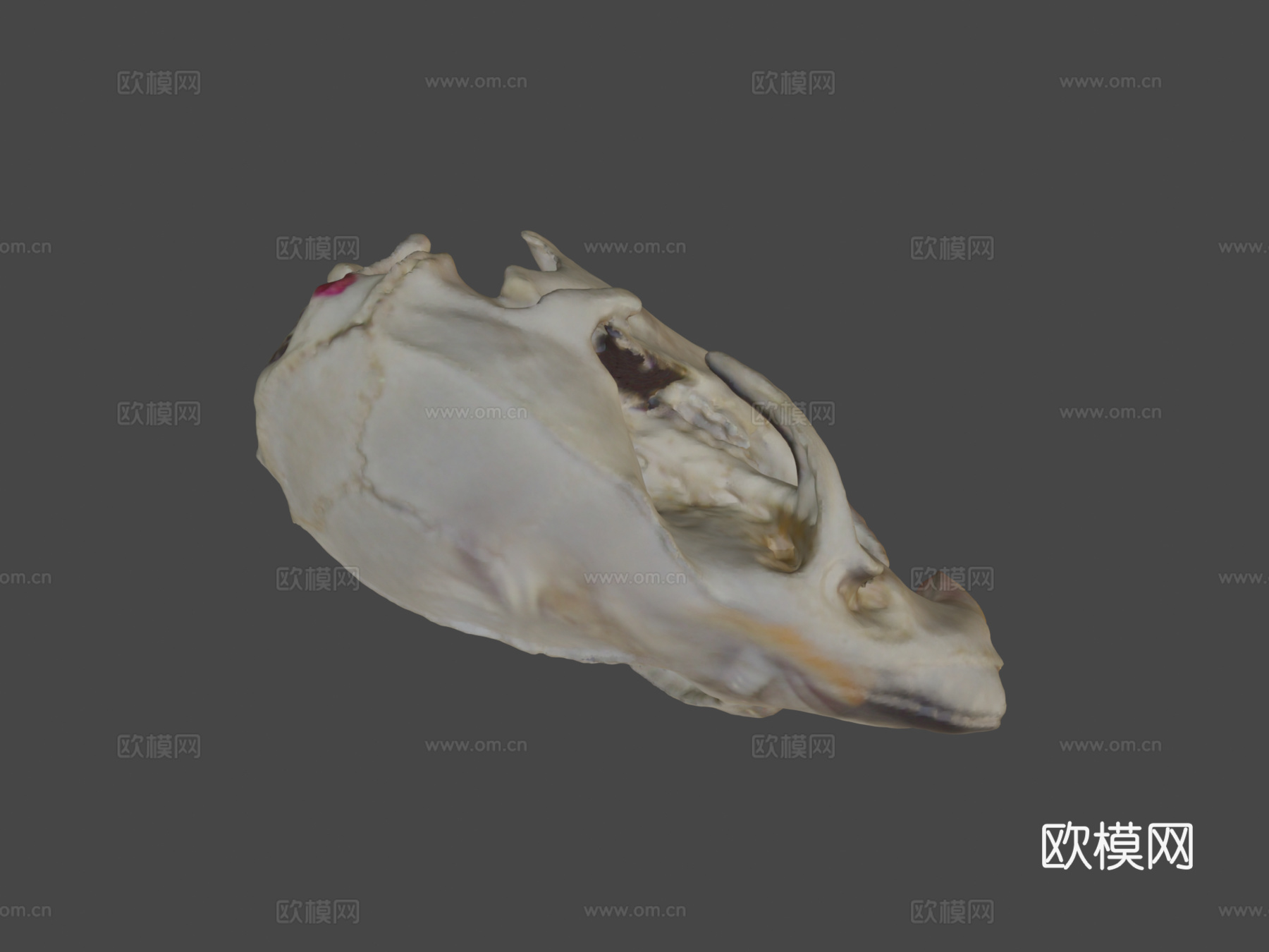 老鼠头骨3d模型