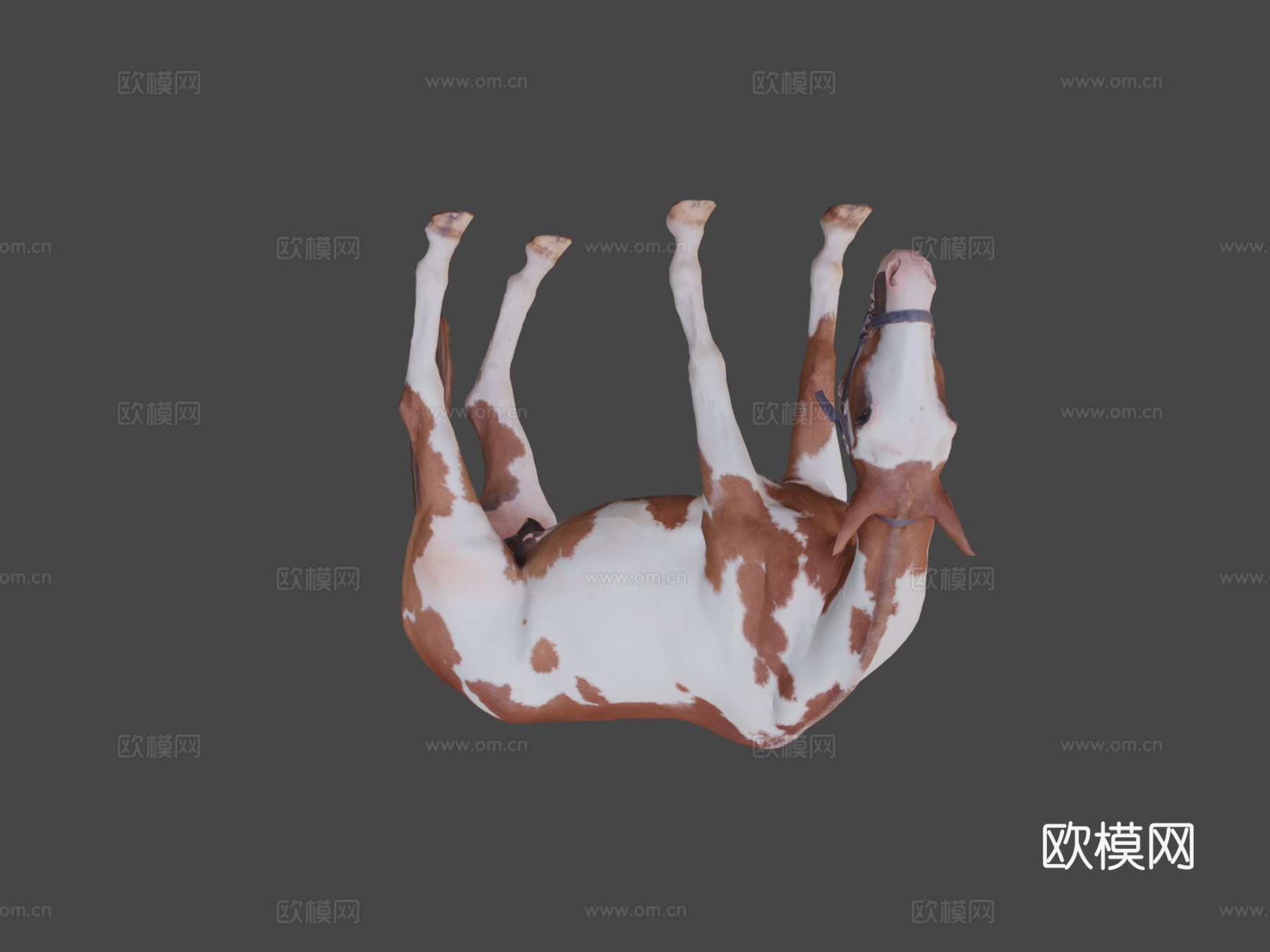 马 - 姿势43d模型