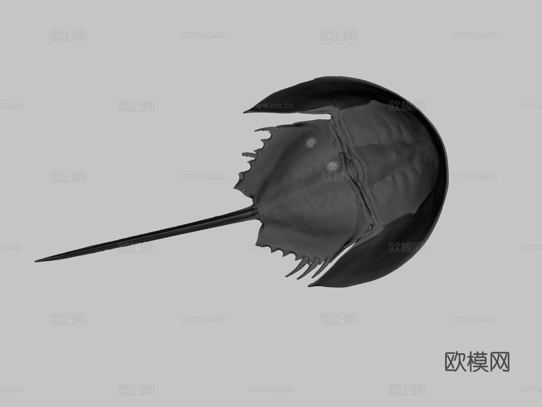 美洲鲎3d模型