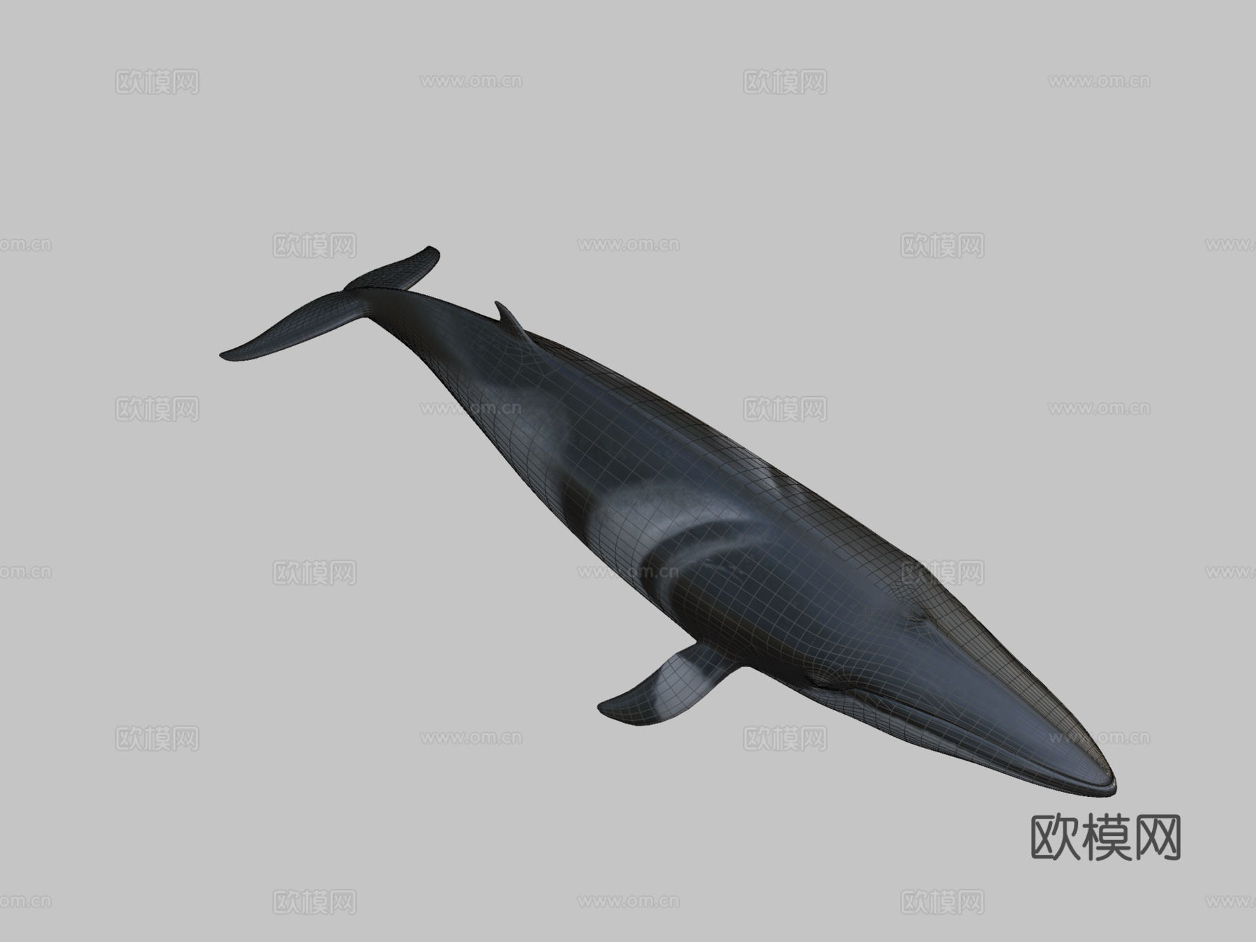 小须鲸3d模型