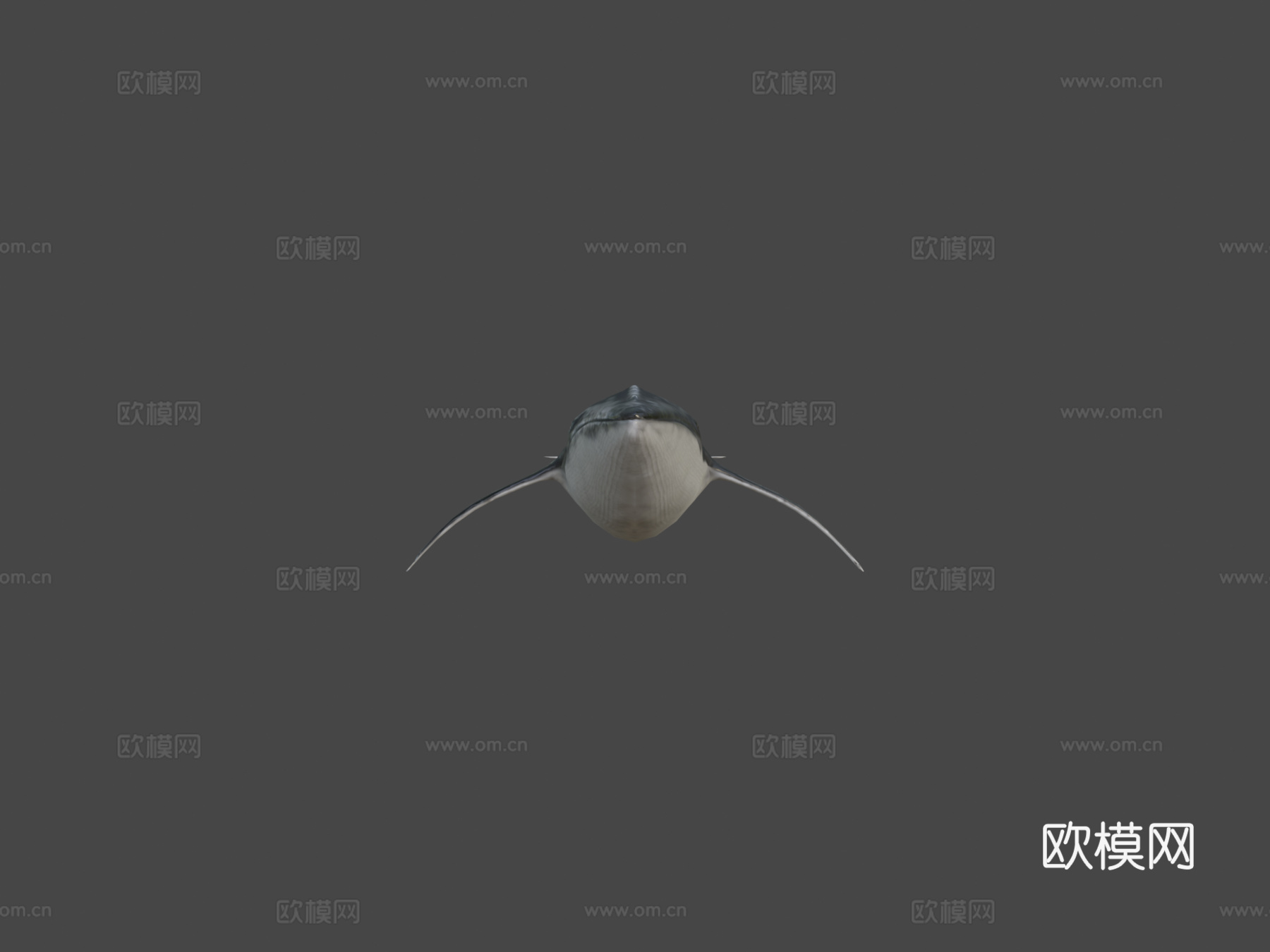 长须鲸3d模型