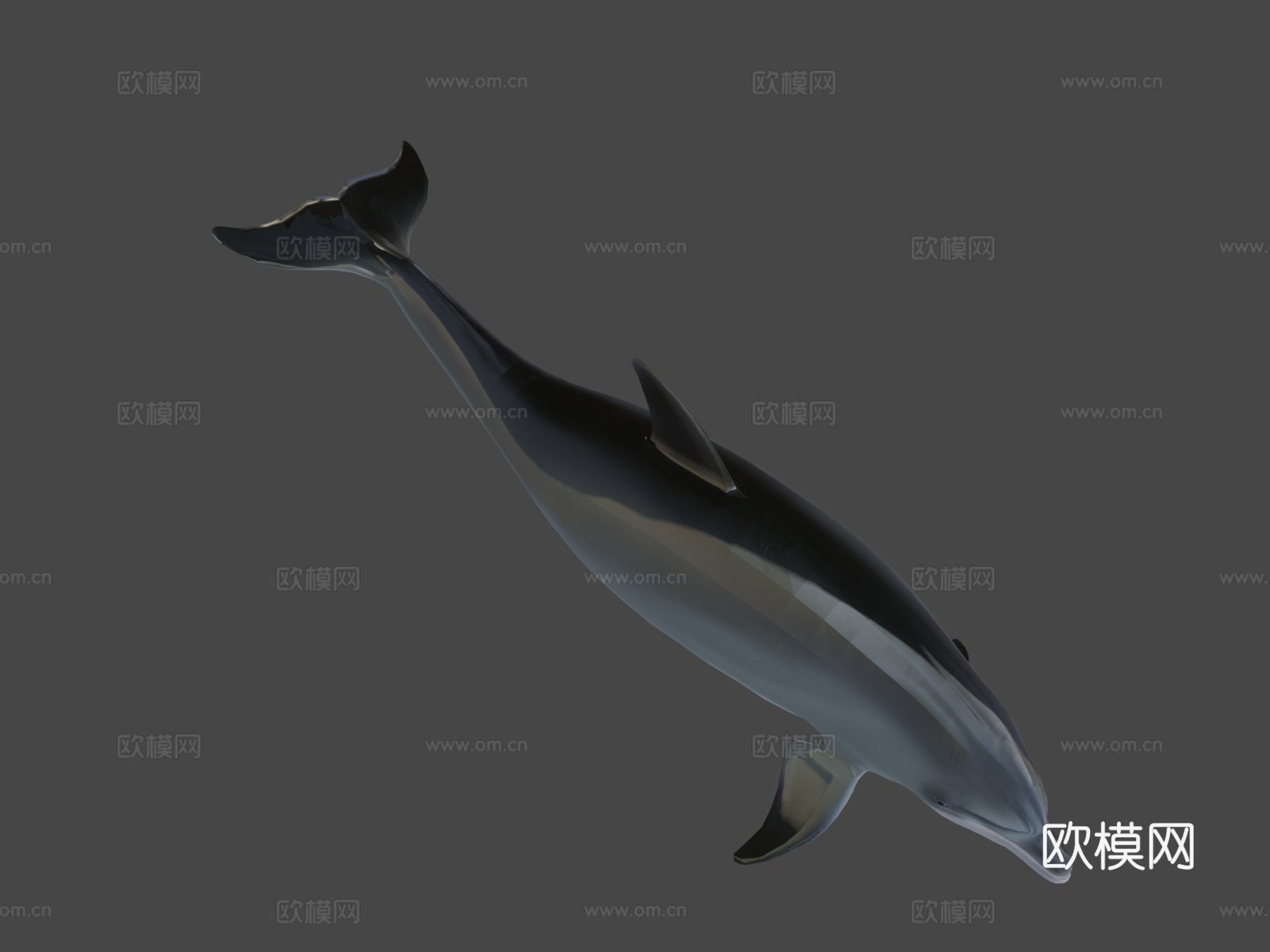 宽吻海豚3d模型