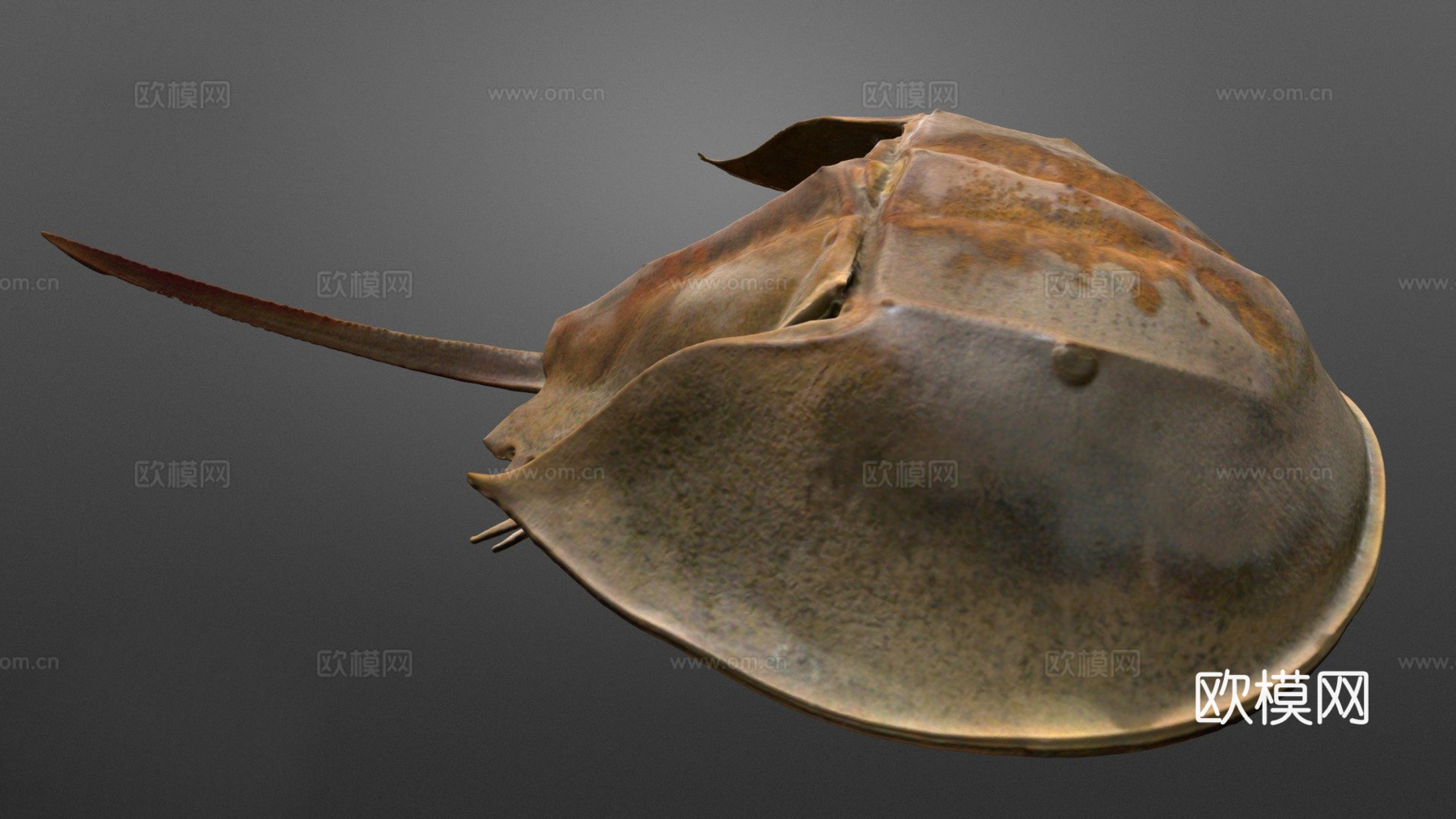 美洲鲎3d模型