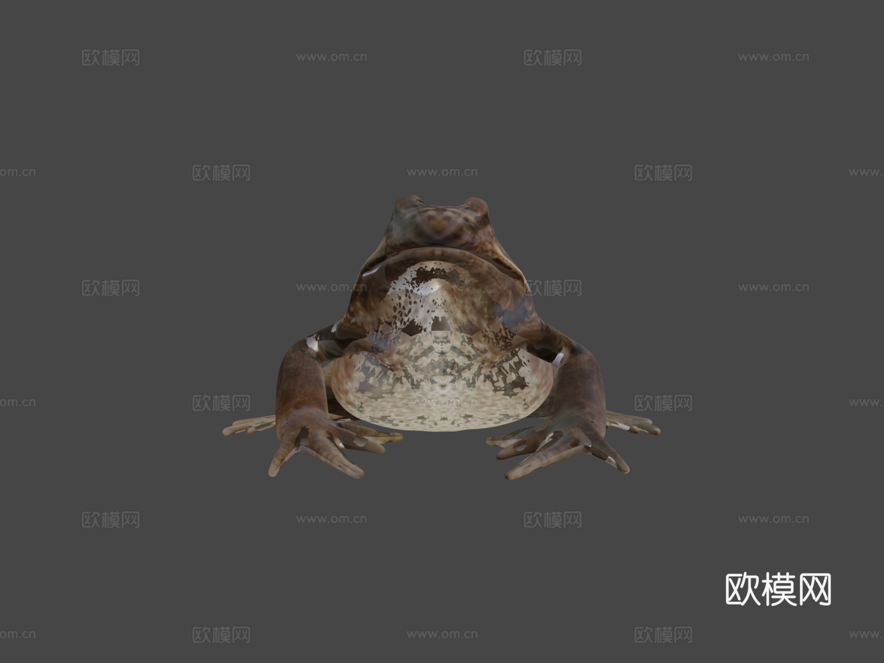 普通青蛙姿势制作中3d模型