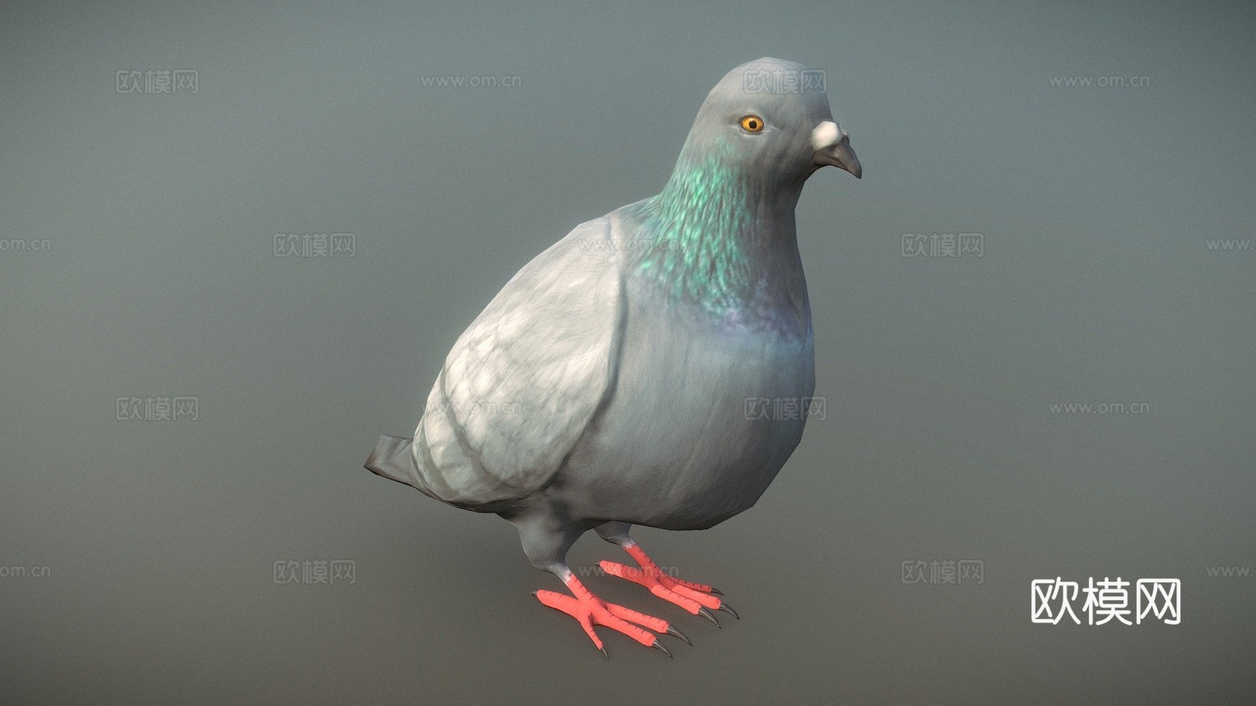 鸽子-3D模型-3d模型