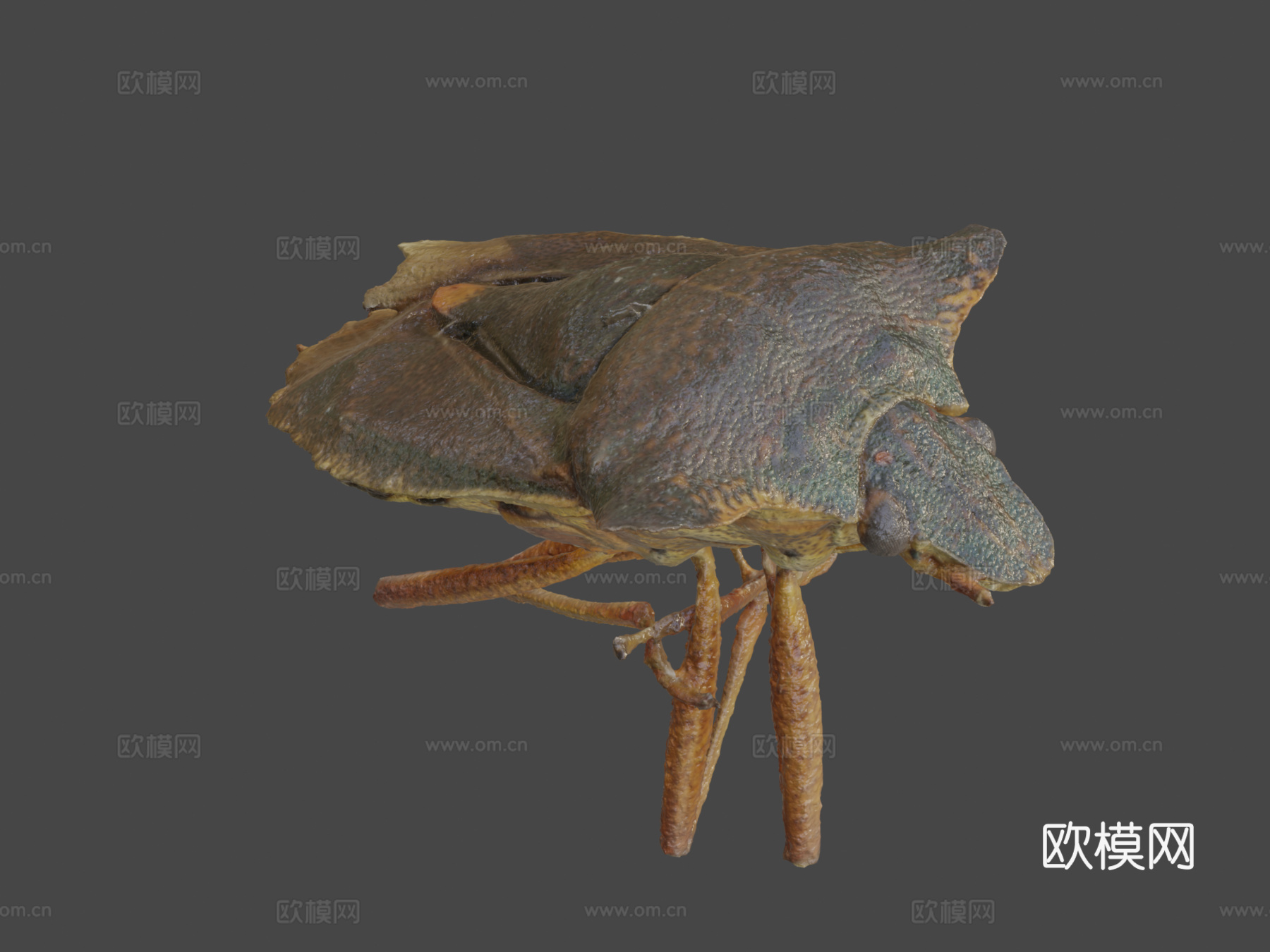 异翅目-宏观摄影测量3d模型