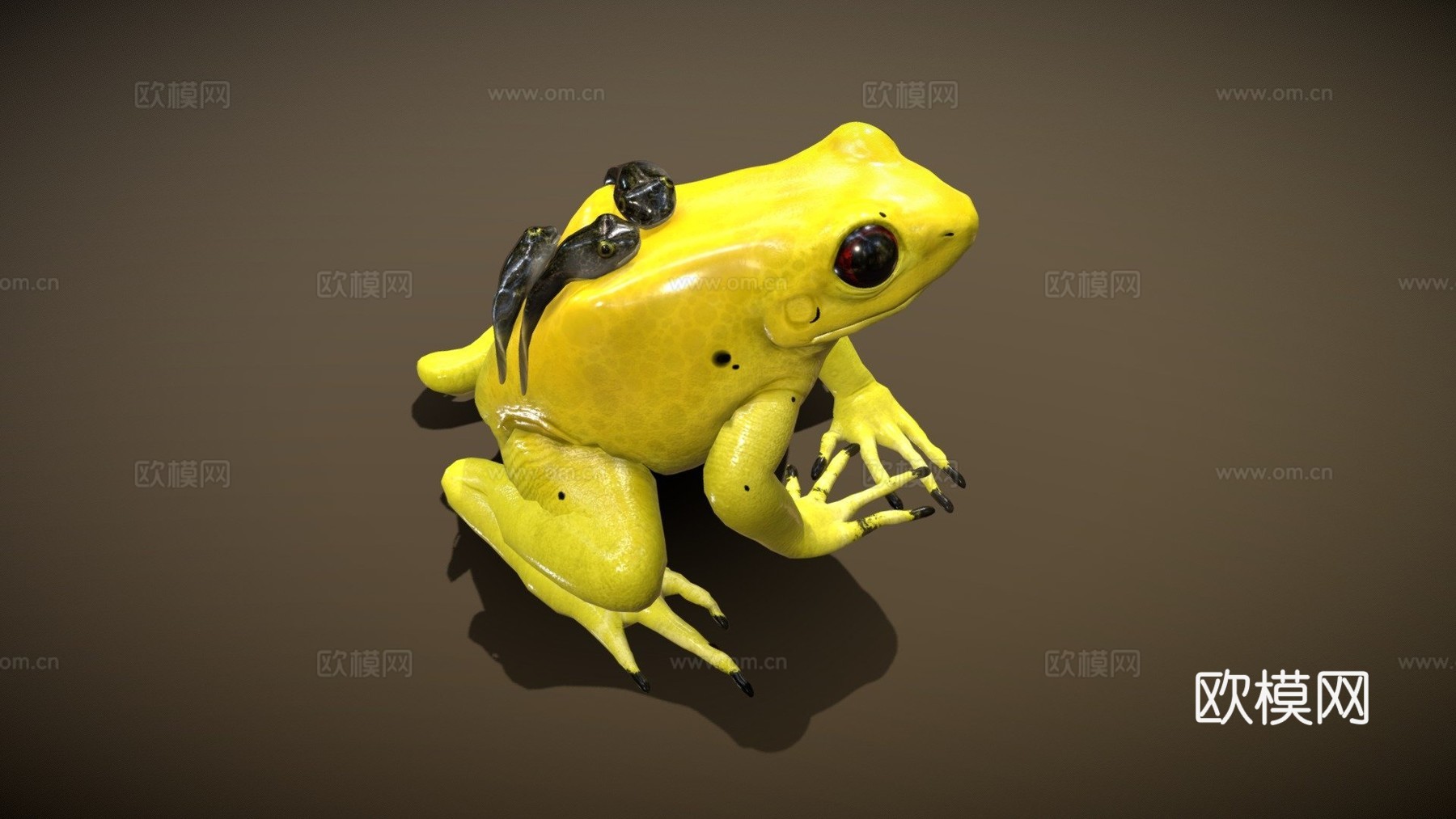 金色箭毒蛙3d模型