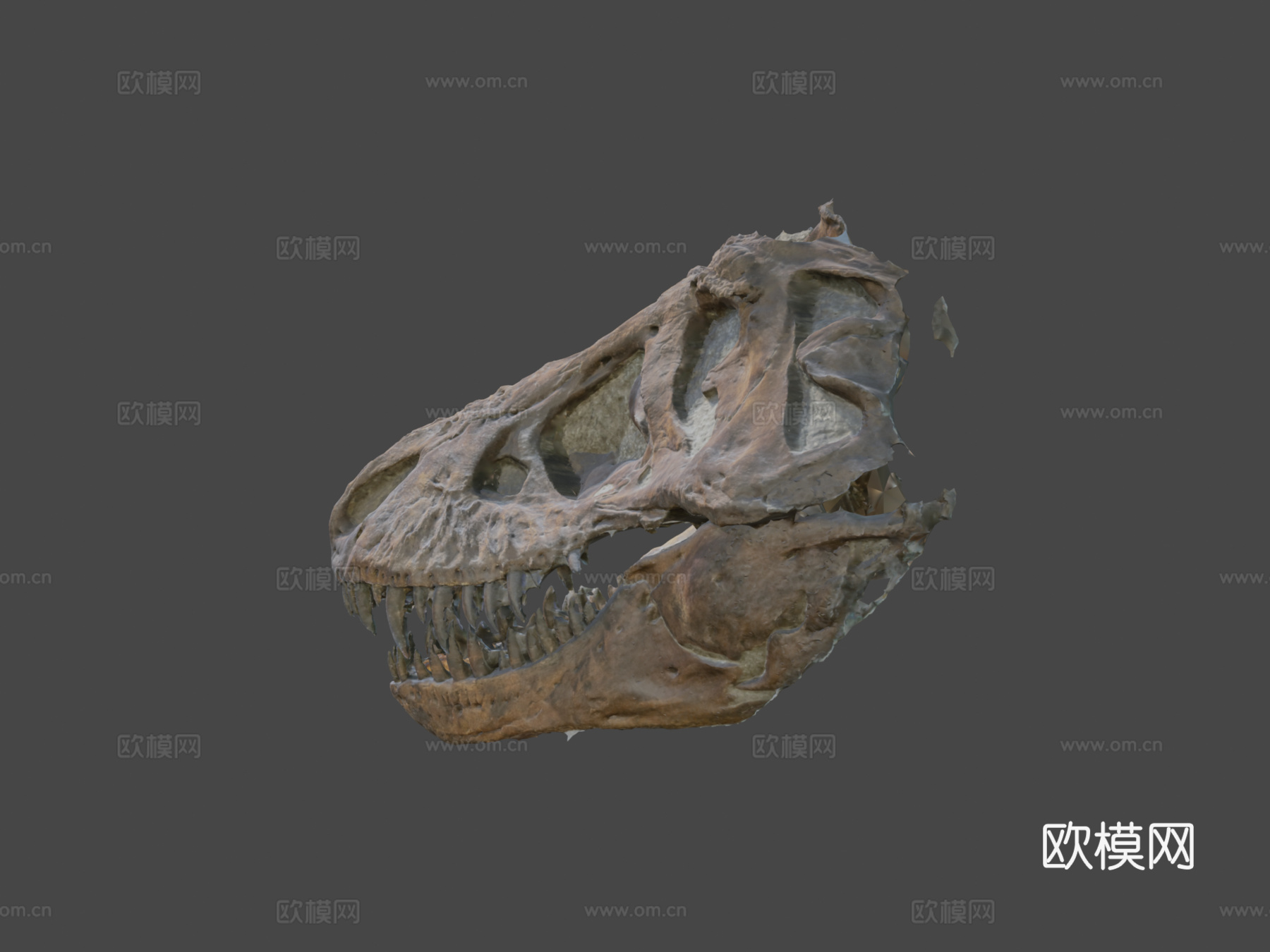 霸王龙头骨3d模型