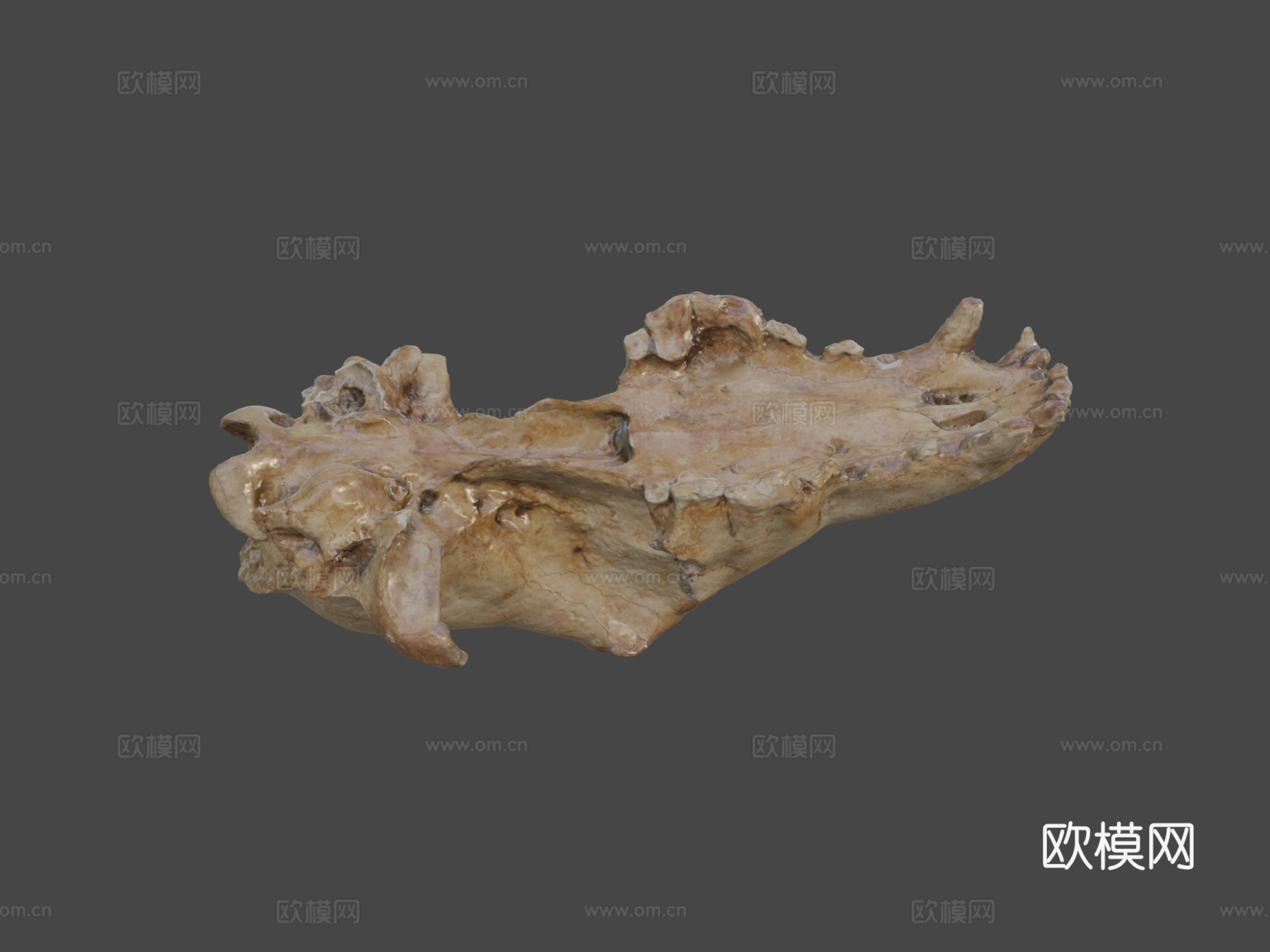 莱斯顿修道院发现2013-犬类头骨3d模型