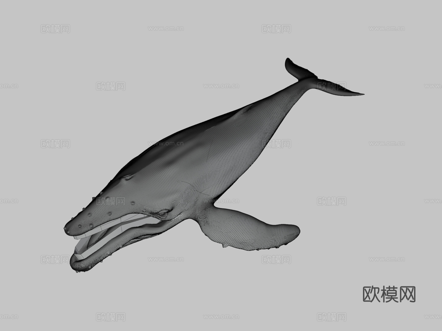 座头鲸3d模型