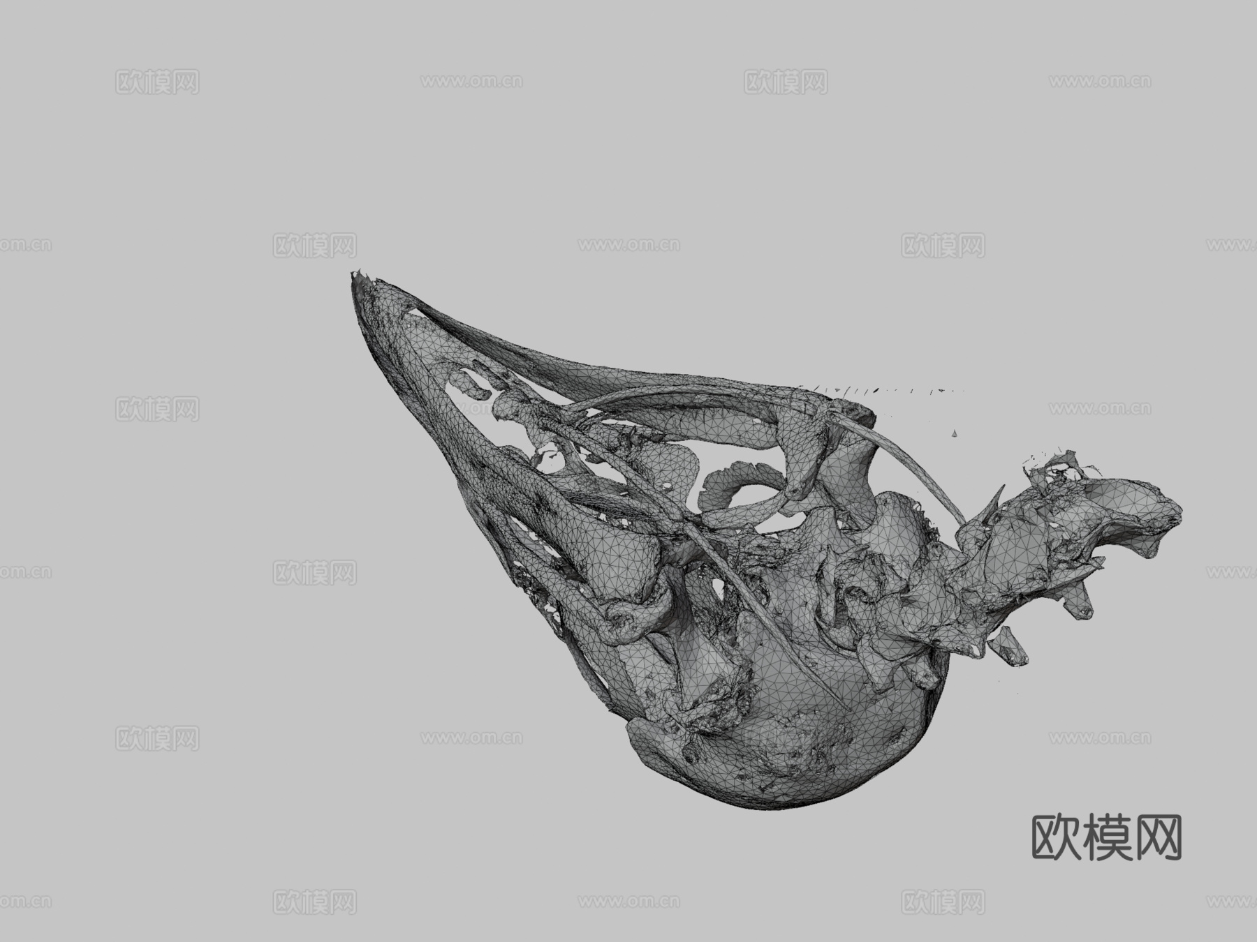 黑秃鹫头骨3d模型