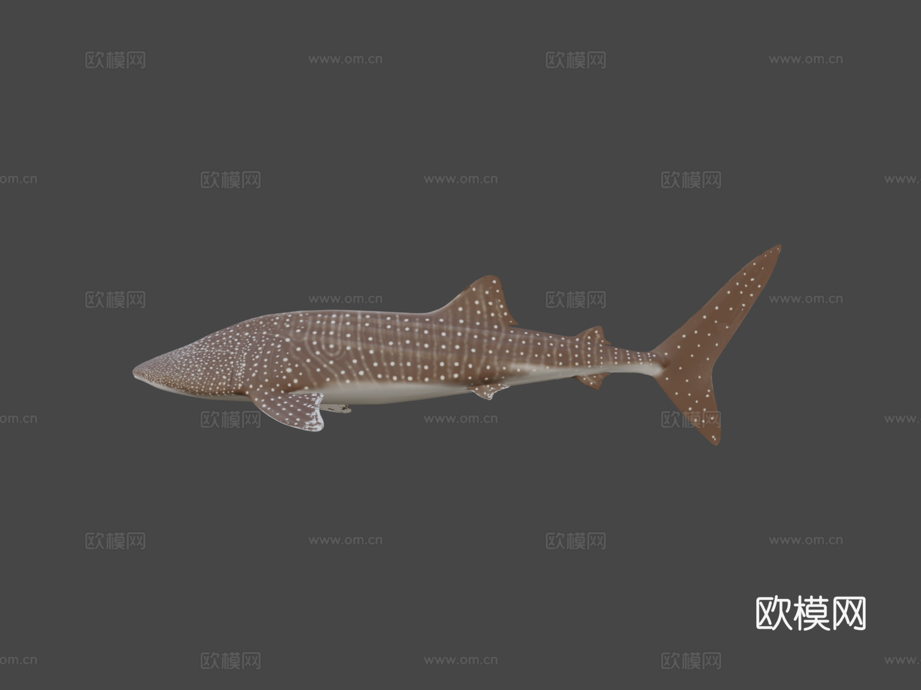 鲸鲨3d模型