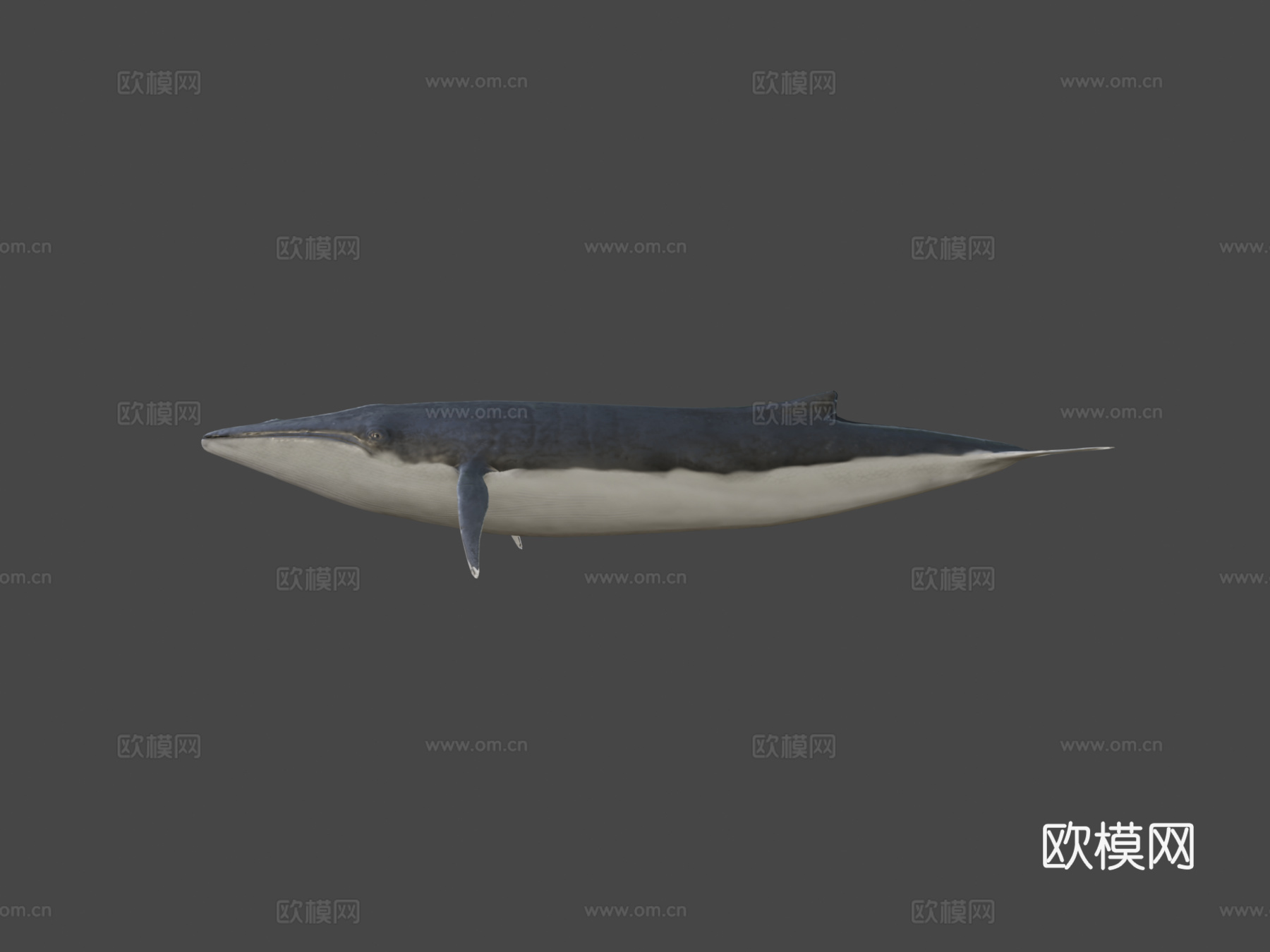 长须鲸3d模型