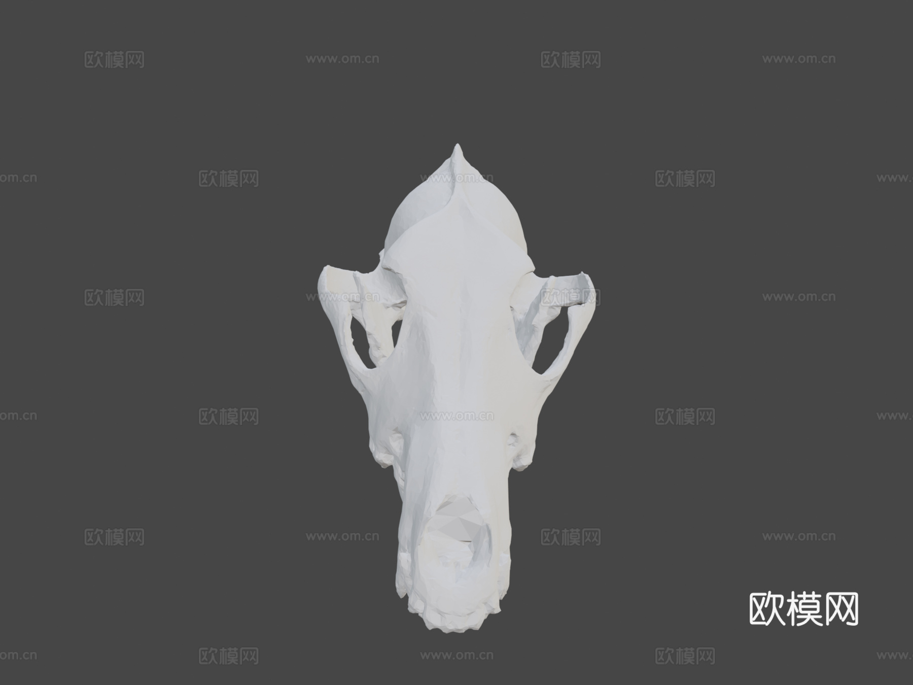 郊狼头骨扫描3d模型