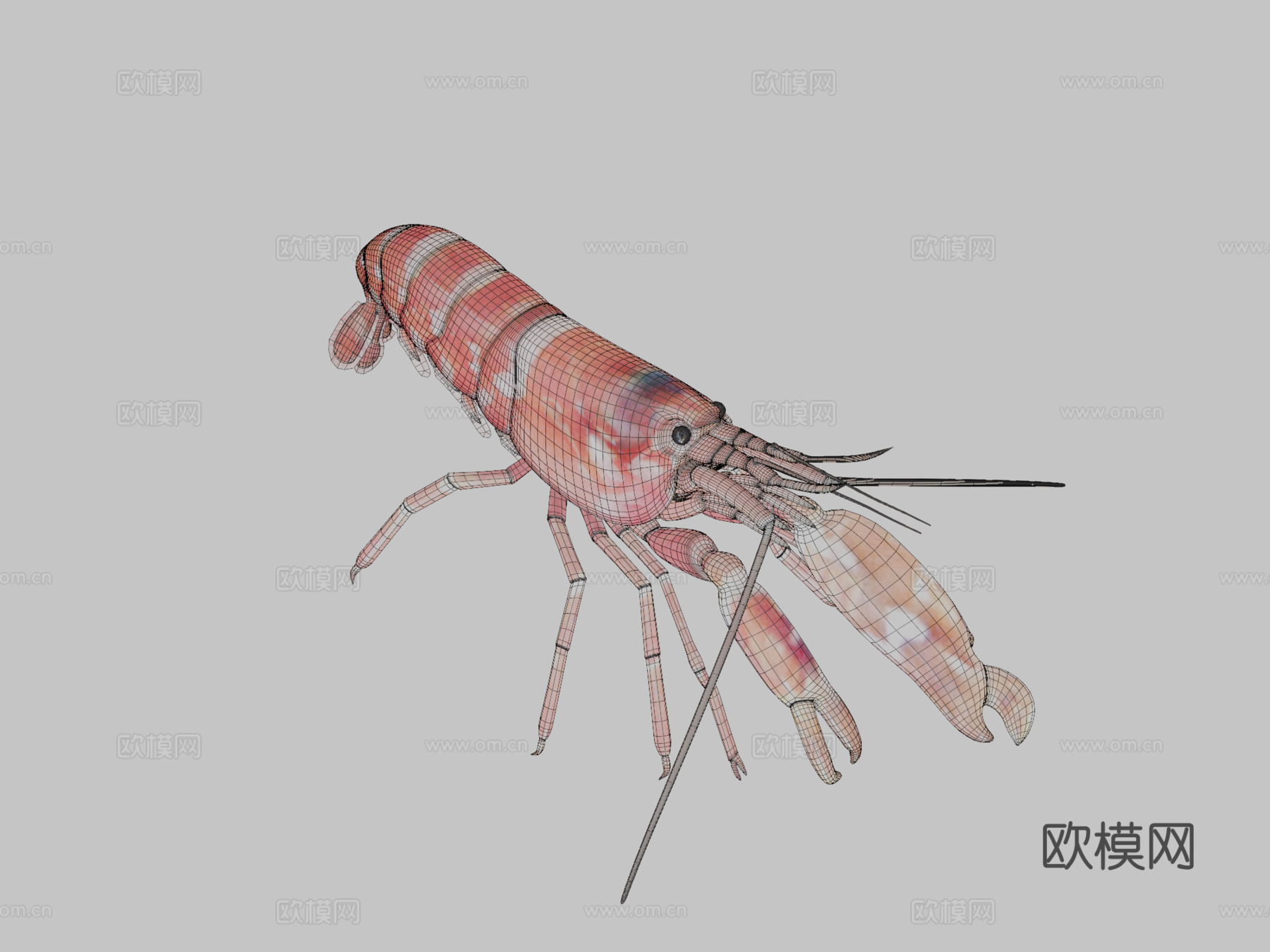 手枪虾3d模型