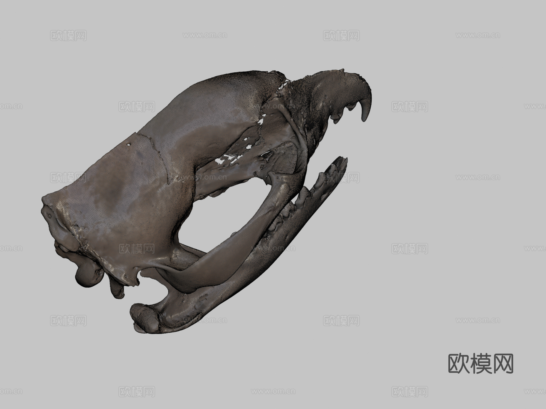 袋狼头骨3d模型