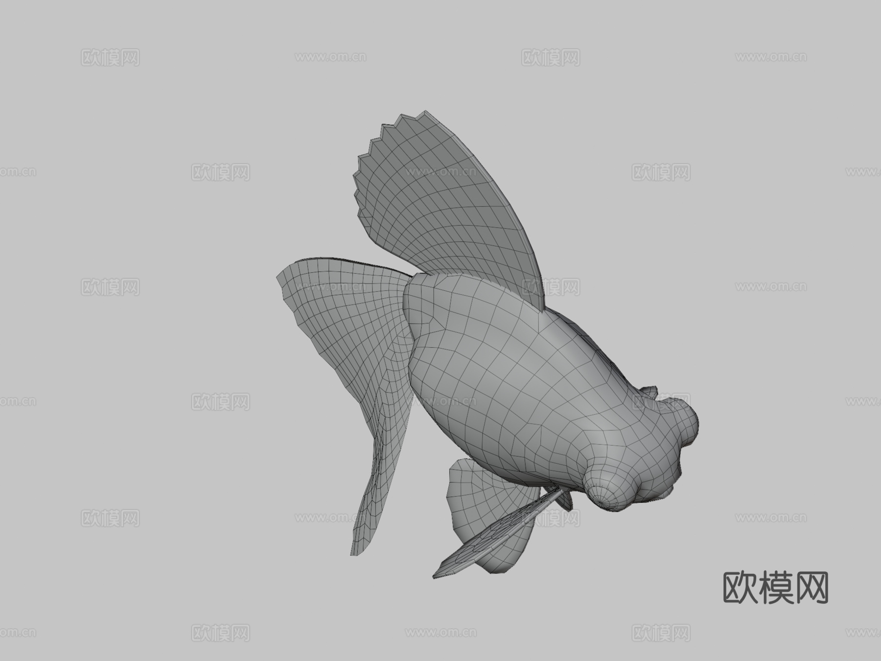 宽尾沼金鱼3d模型