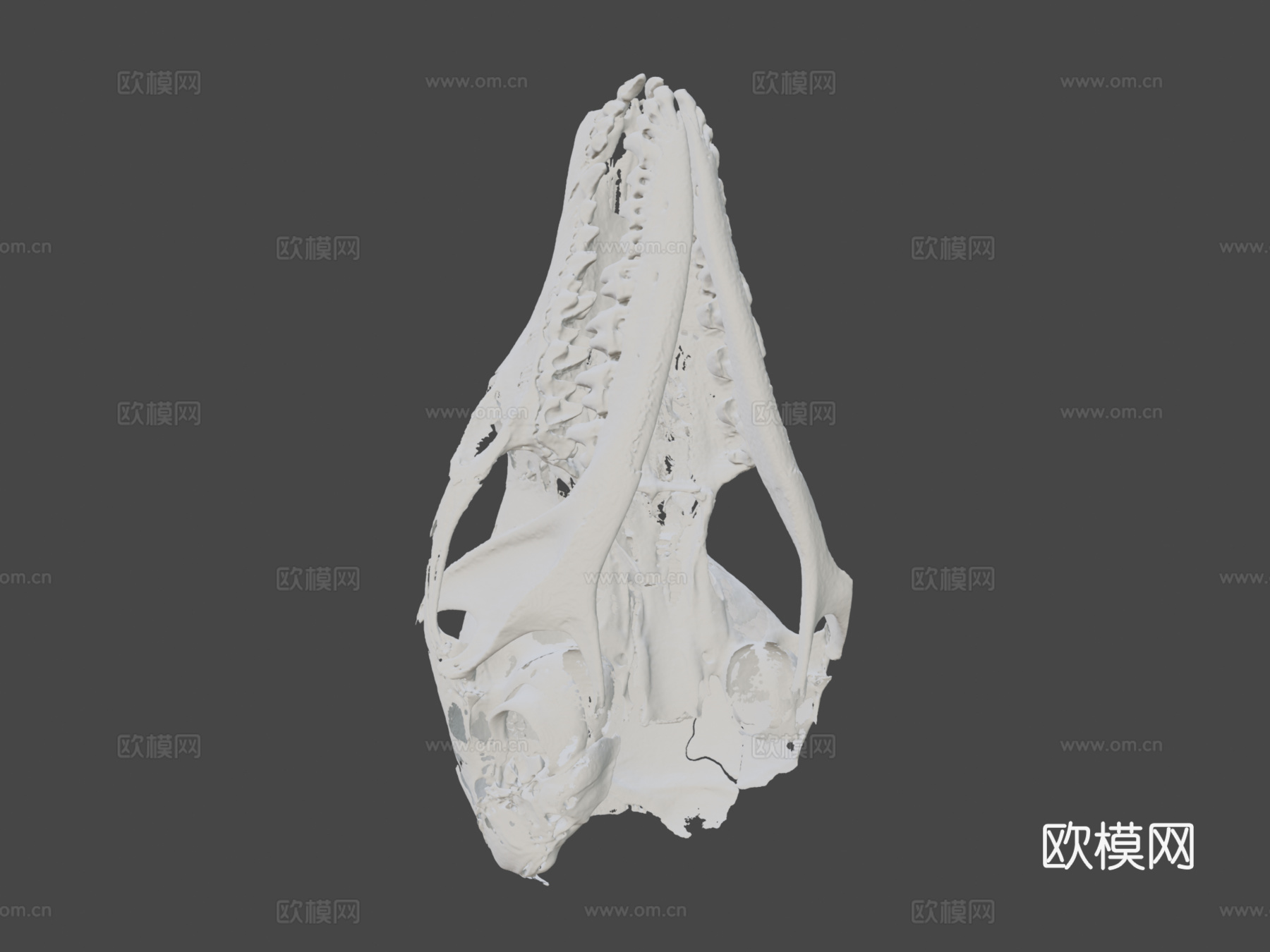 有袋鼠头骨3d模型