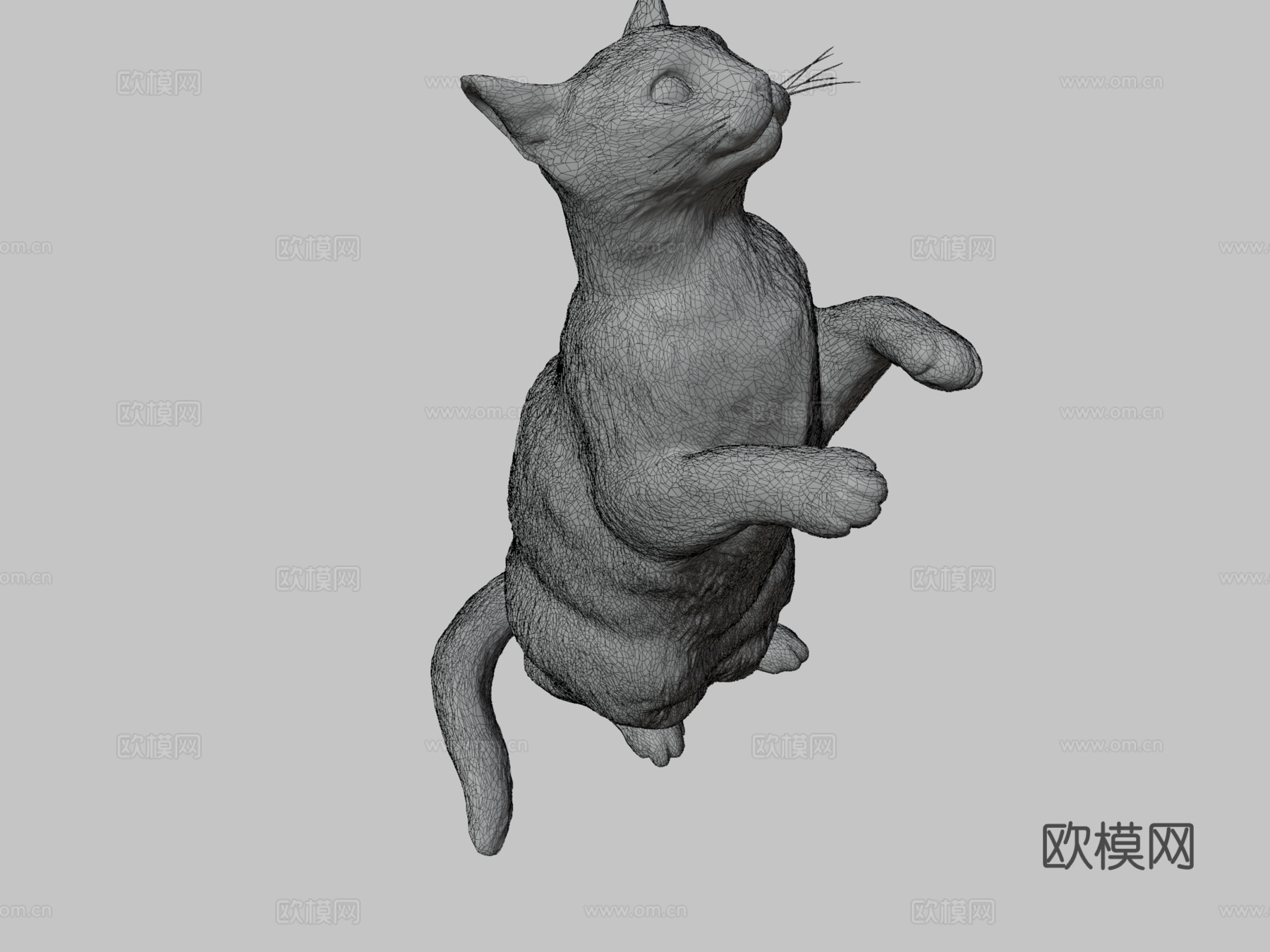 三花猫103d模型