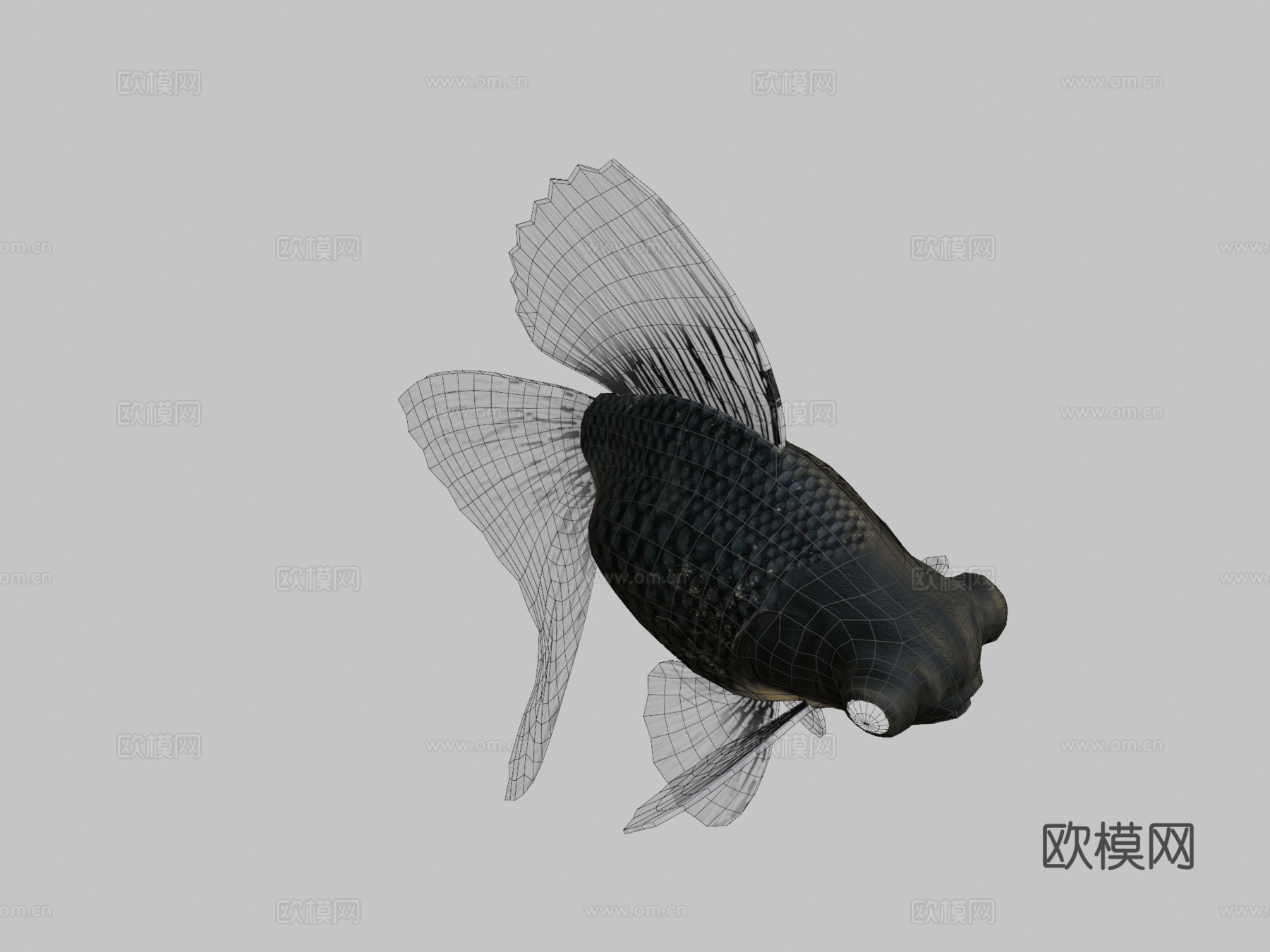宽尾沼金鱼3d模型