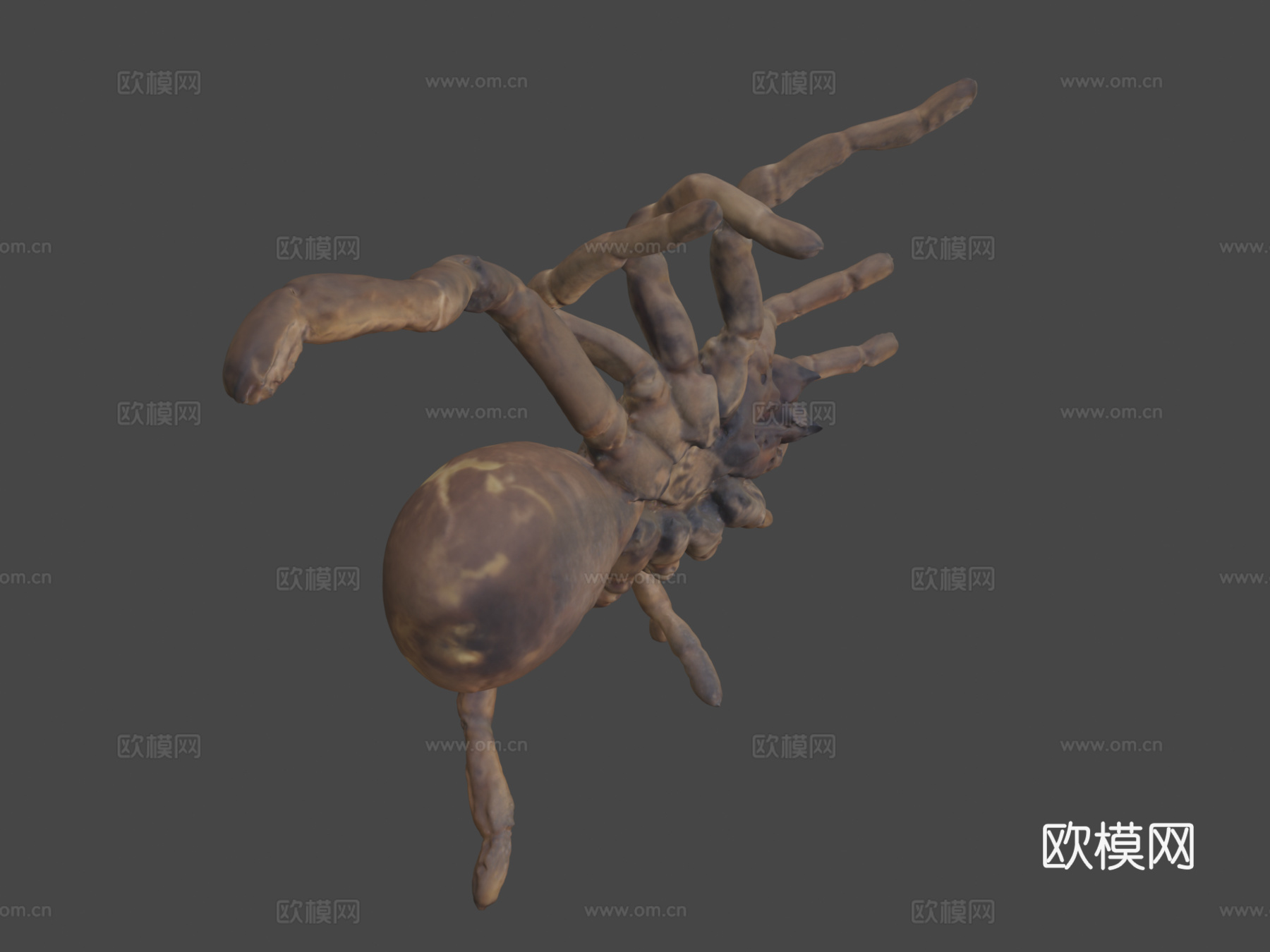 帝王狒狒捕鸟蛛3d模型