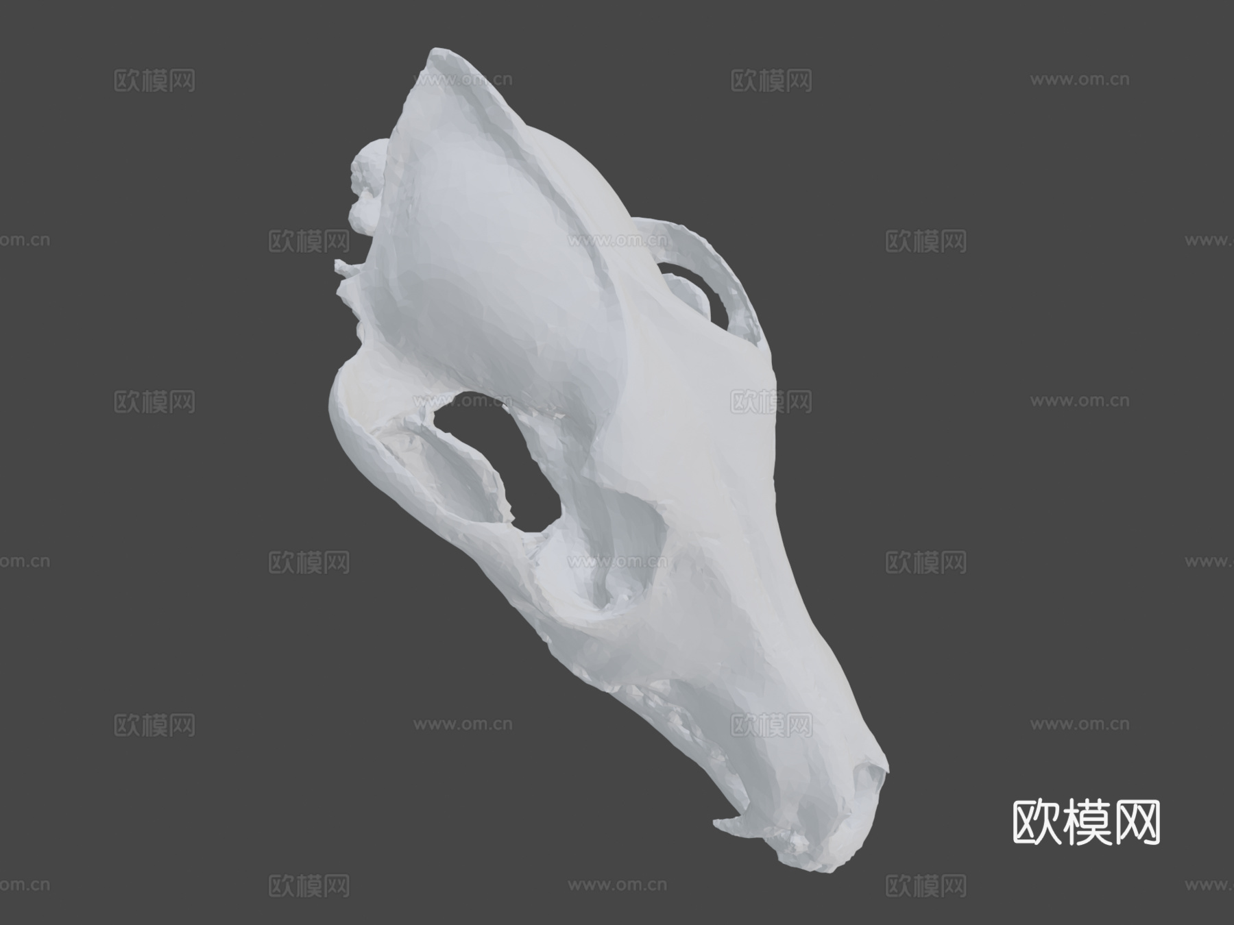 郊狼头骨扫描3d模型