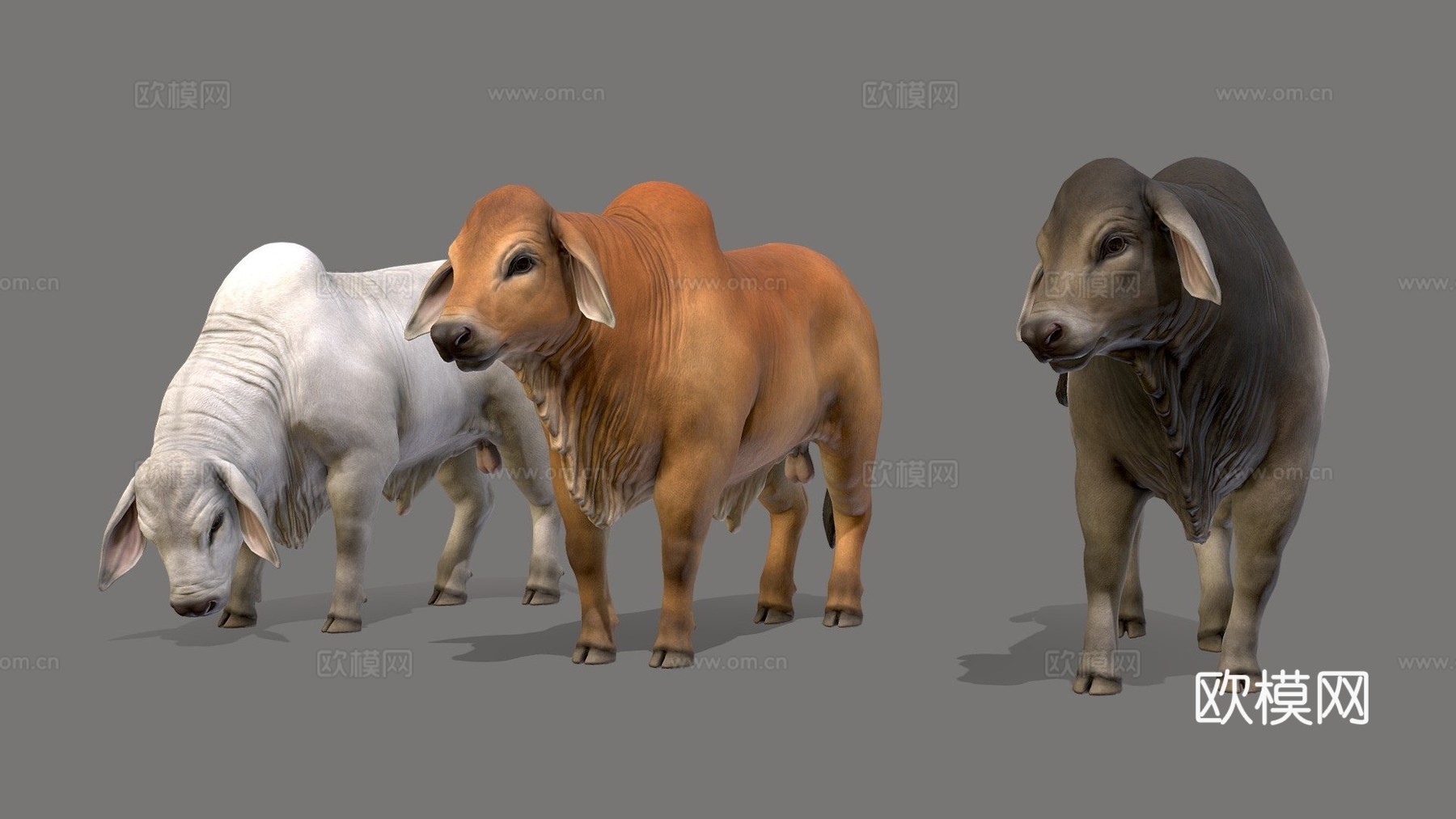 婆罗门公牛3d模型