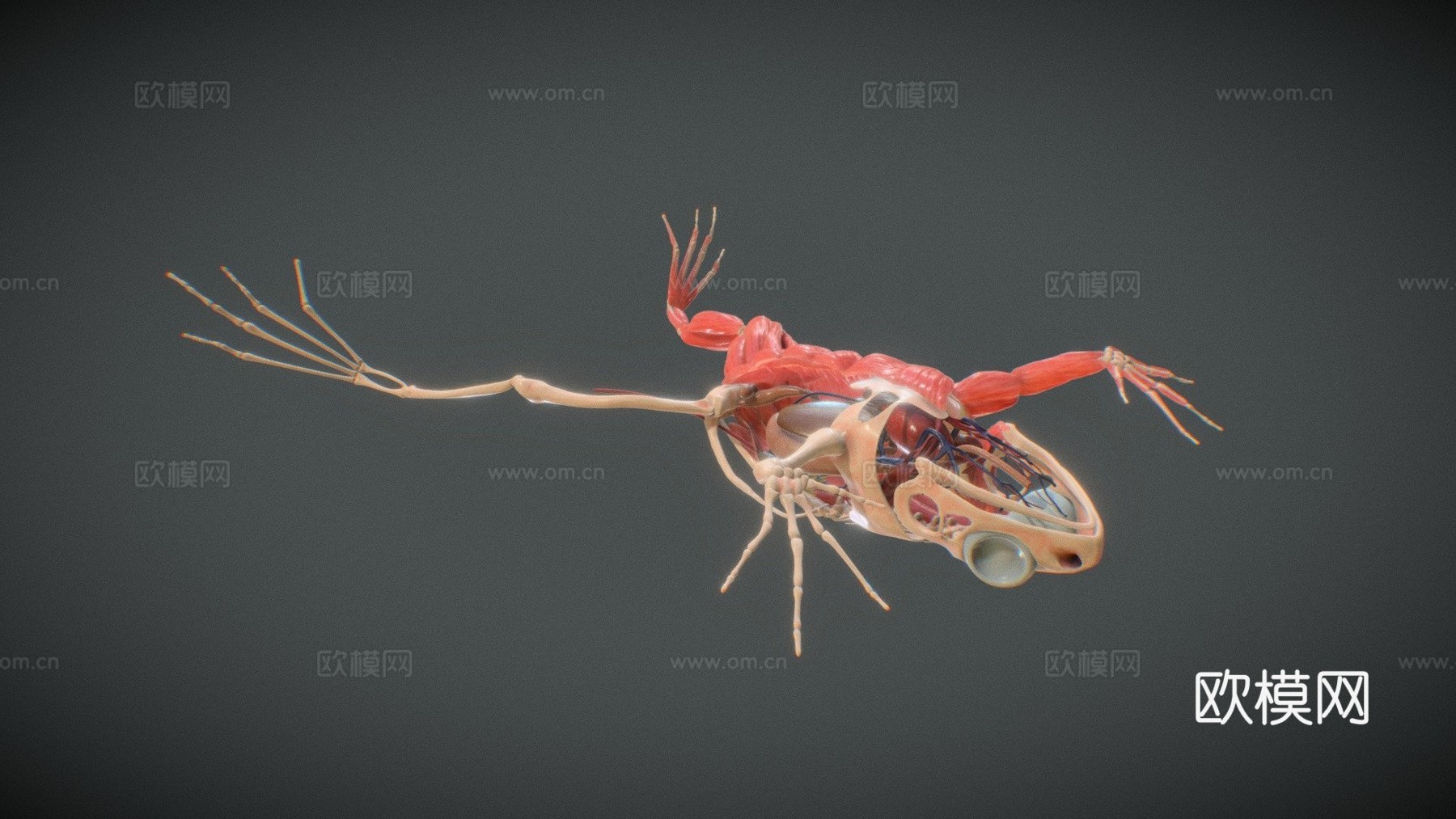 青蛙结构3d模型