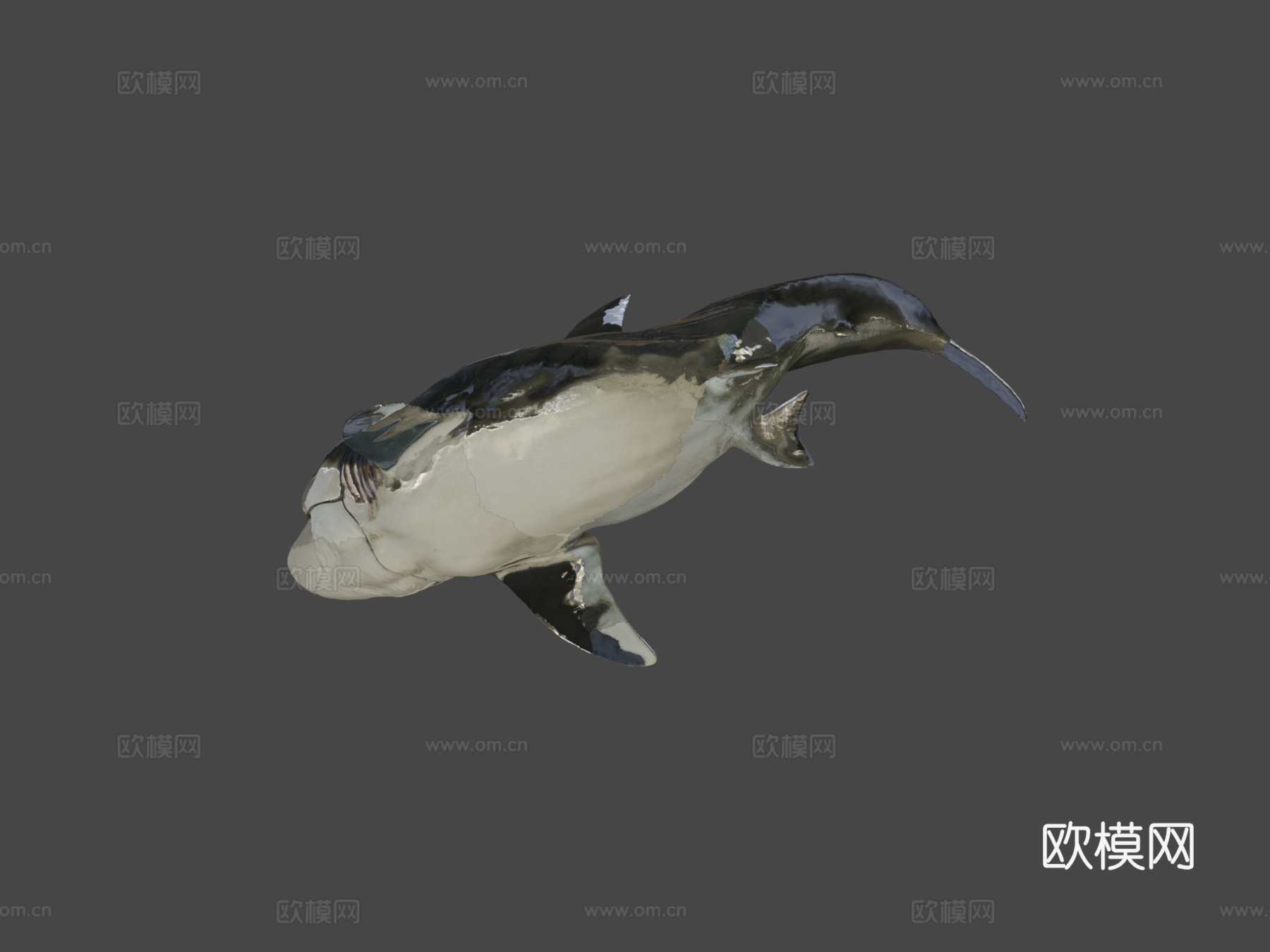 巨齿鲨3d模型