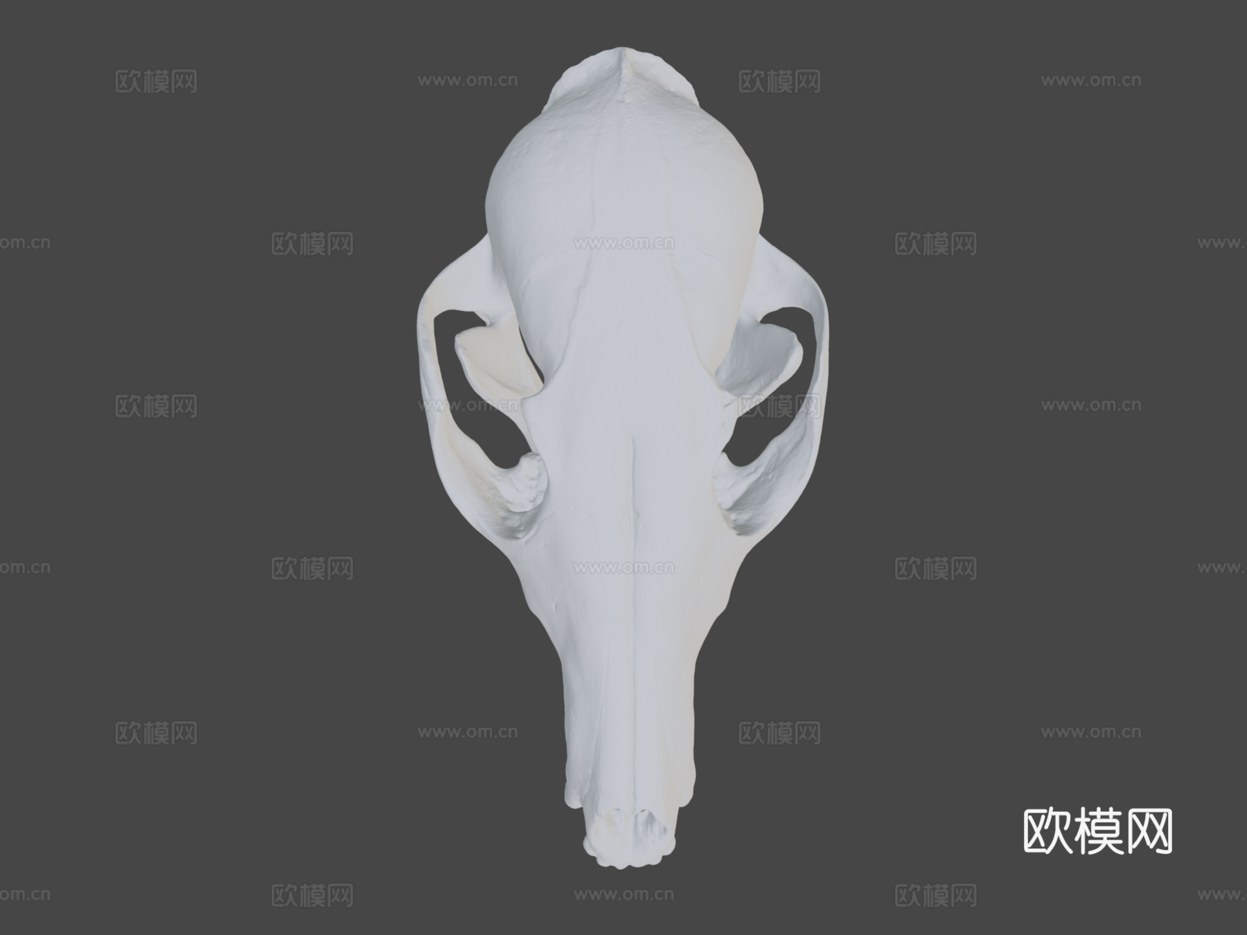 狐狸头骨3d模型