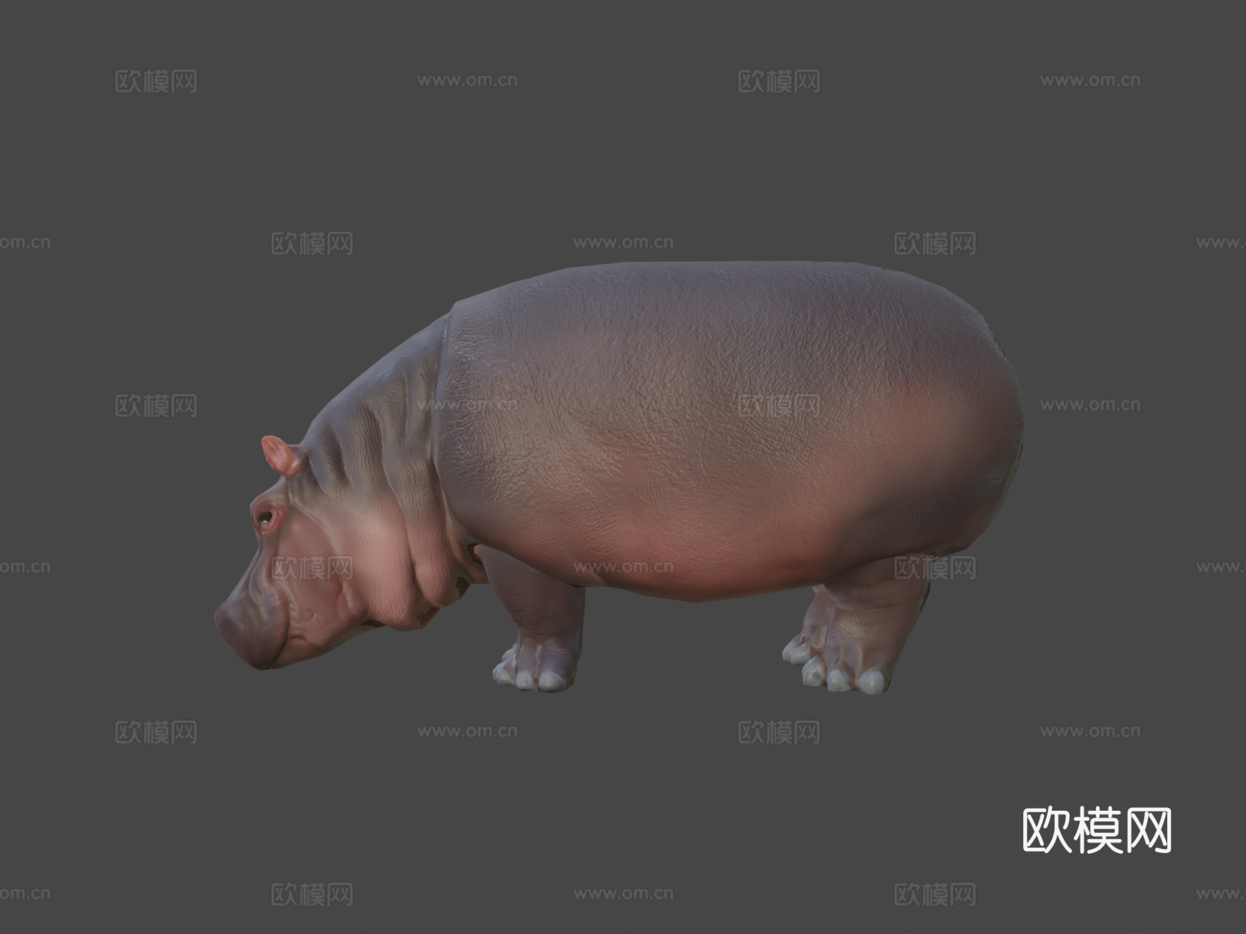 河马3d模型