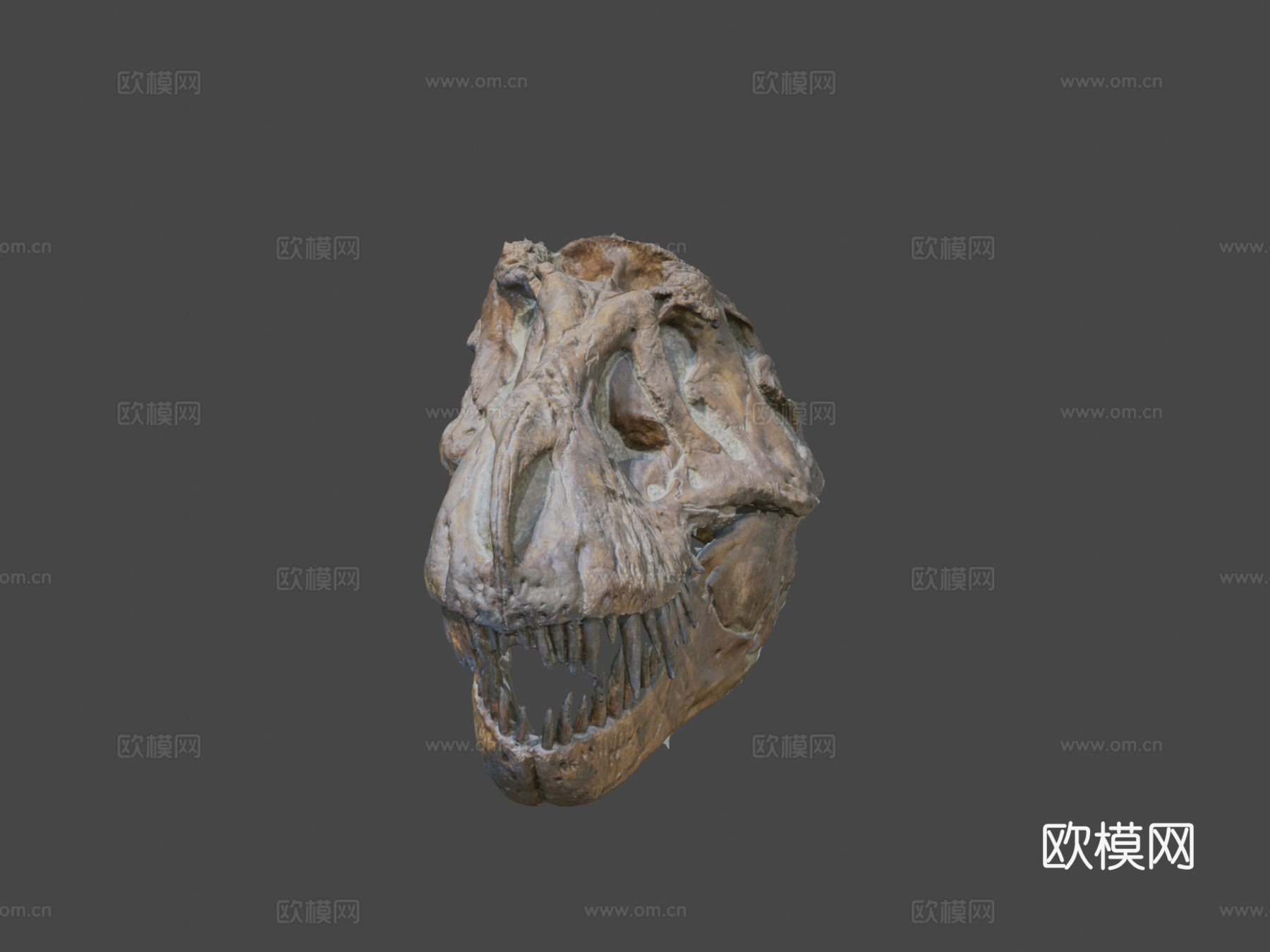霸王龙头骨3d模型