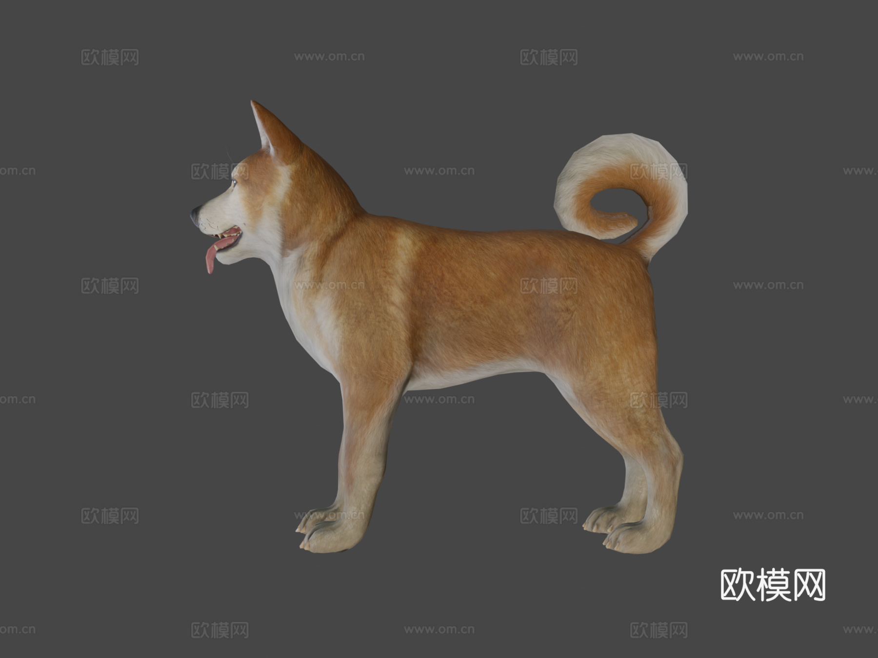 犬-秋田犬3d模型