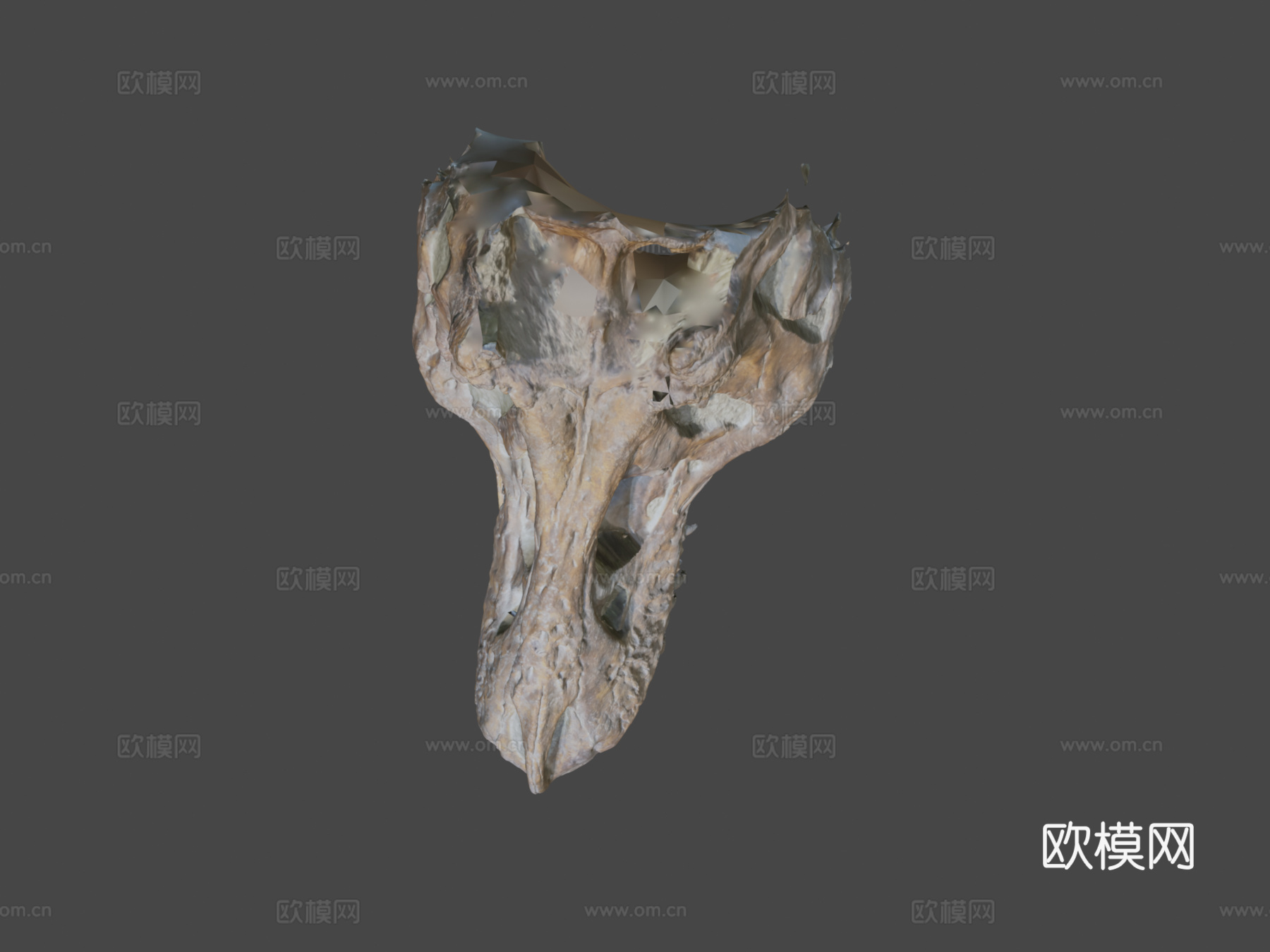 霸王龙头骨3d模型