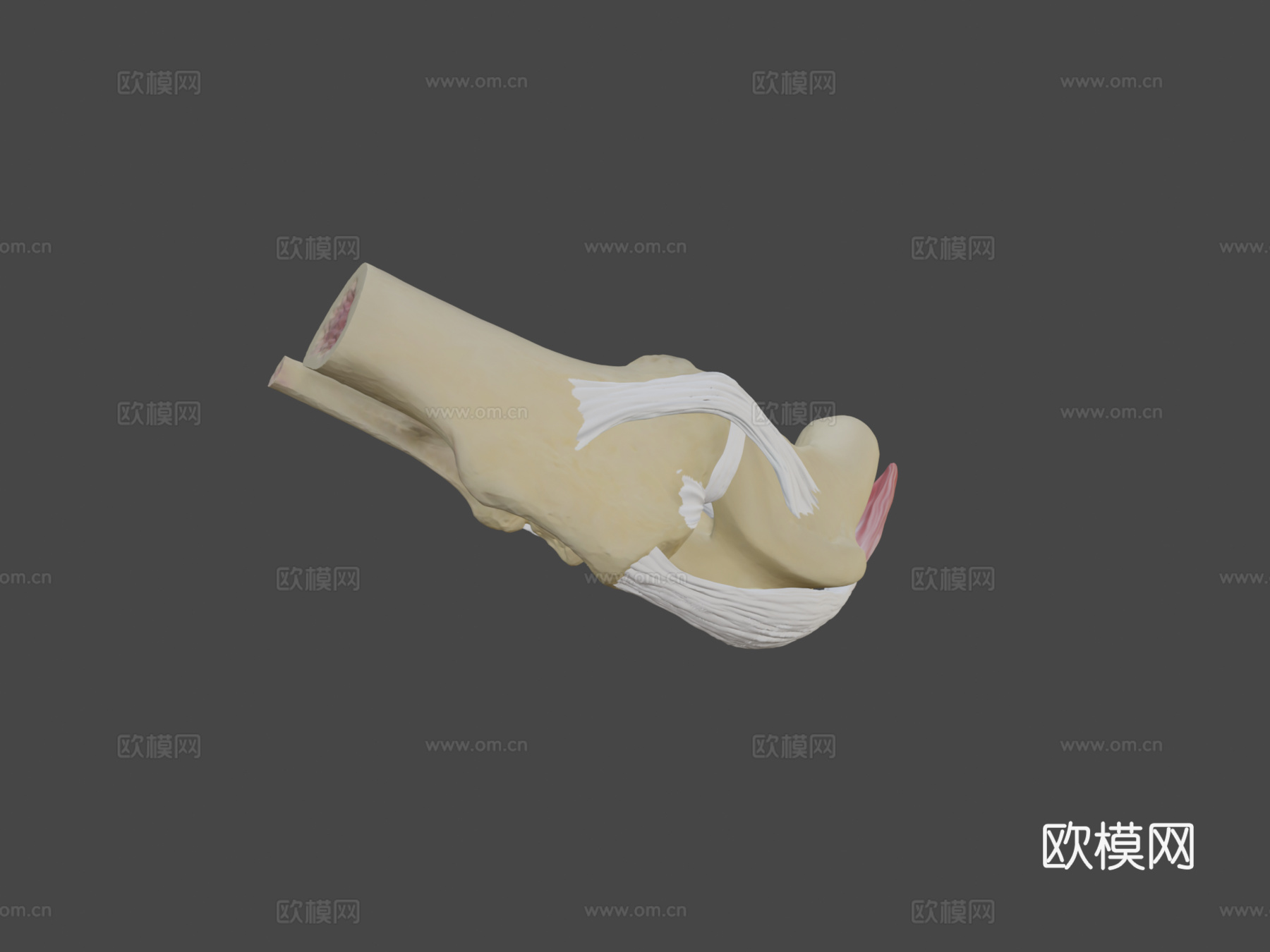 犬科动物膝关节解剖3d模型