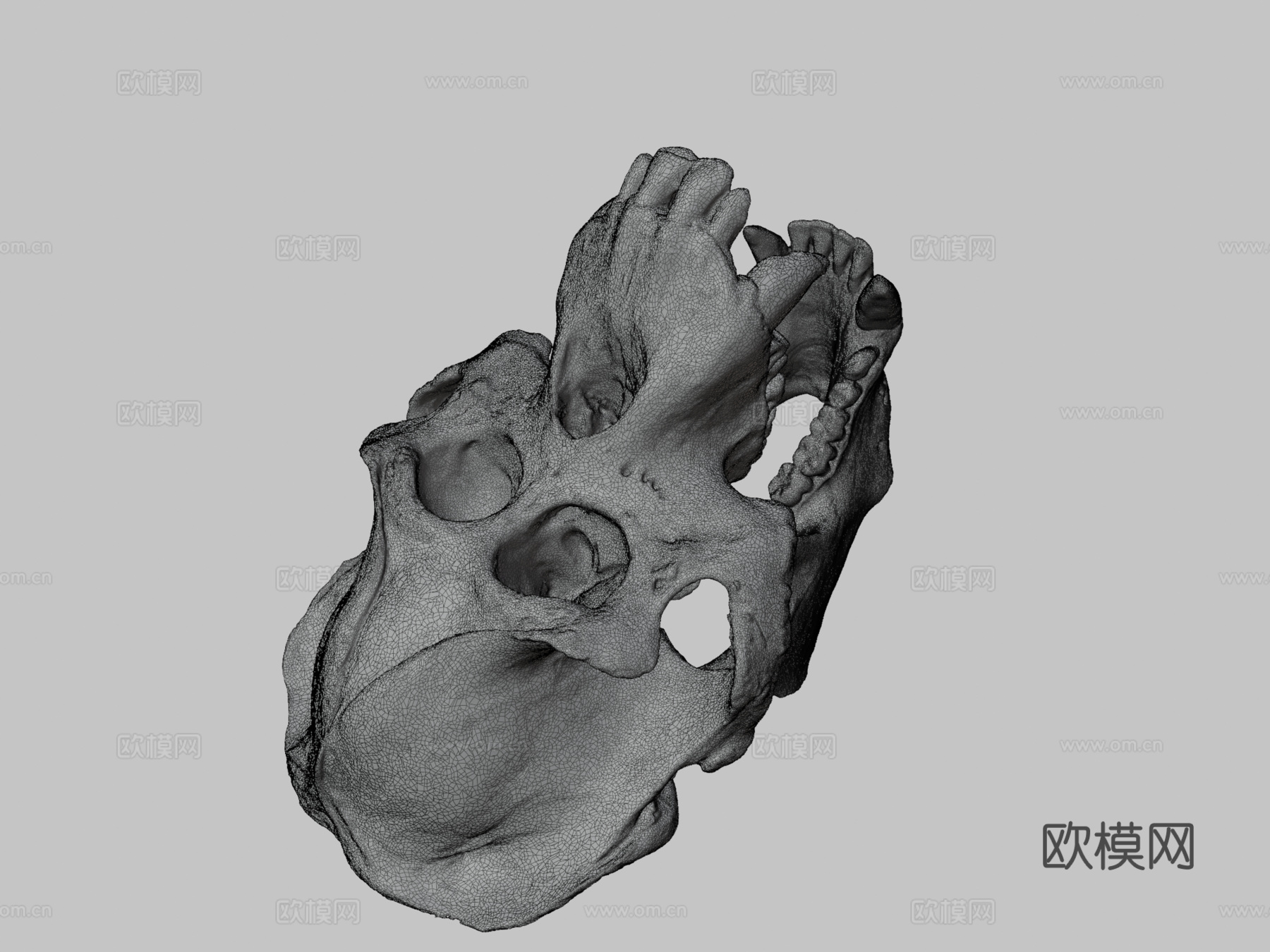 猩猩头骨3d模型