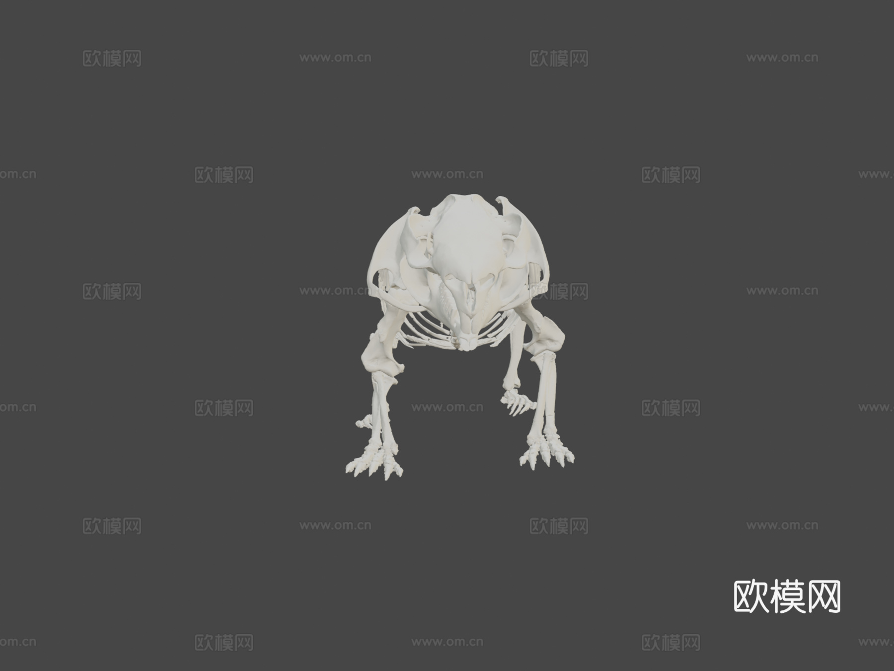 袋熊骨架3d模型