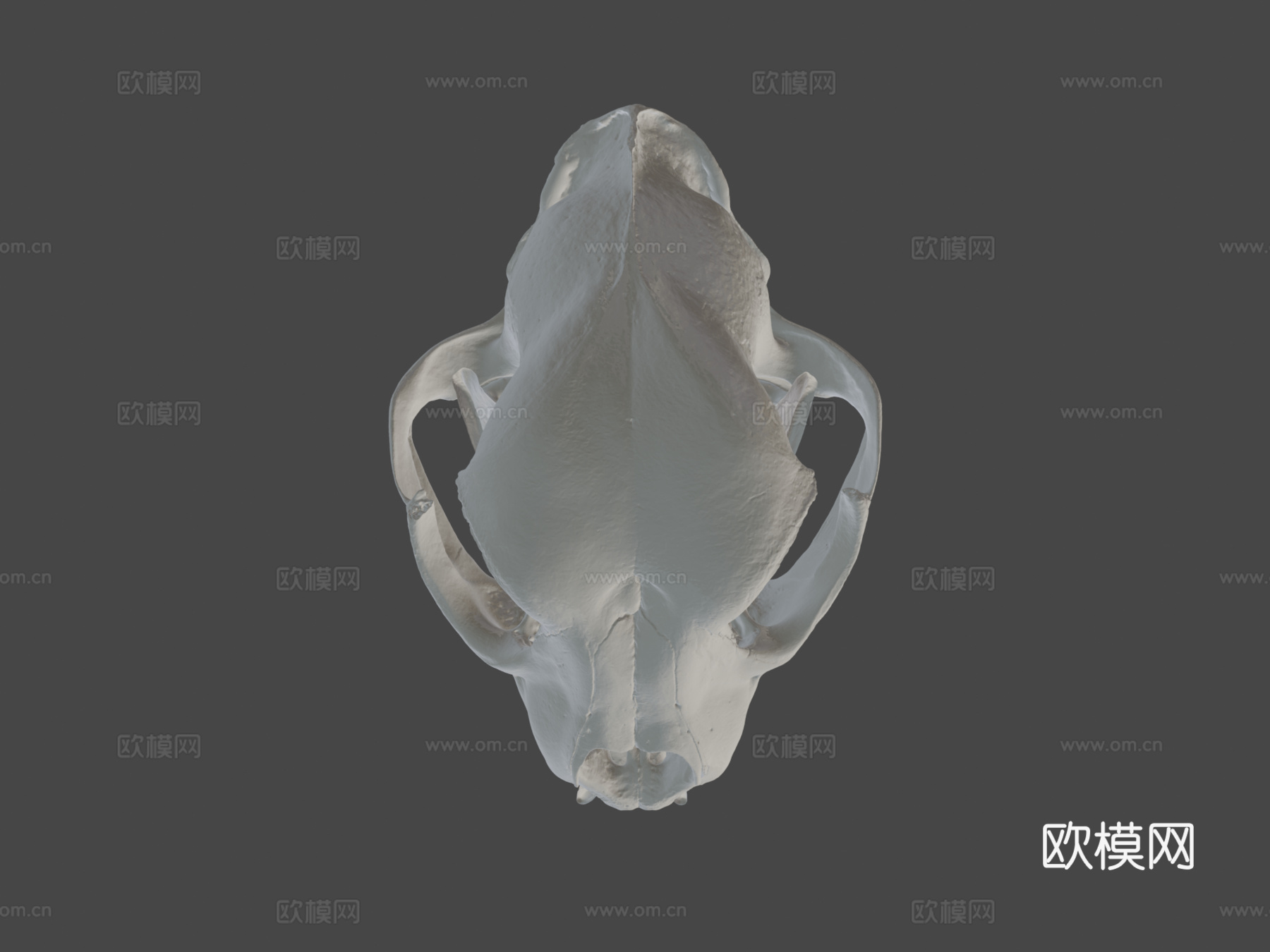 长而尖锐犬齿的猎豹头骨3d模型