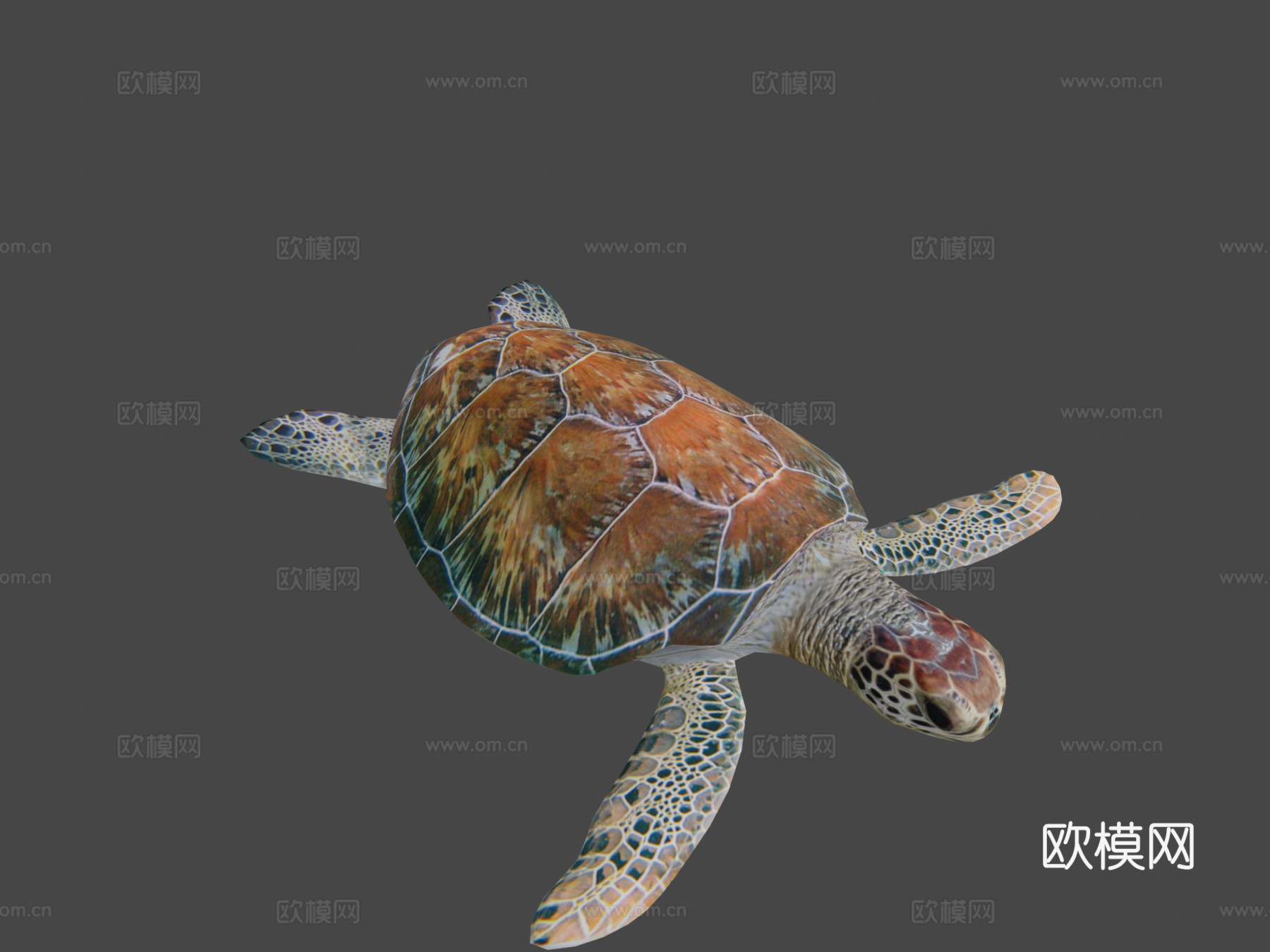 海龟3d模型