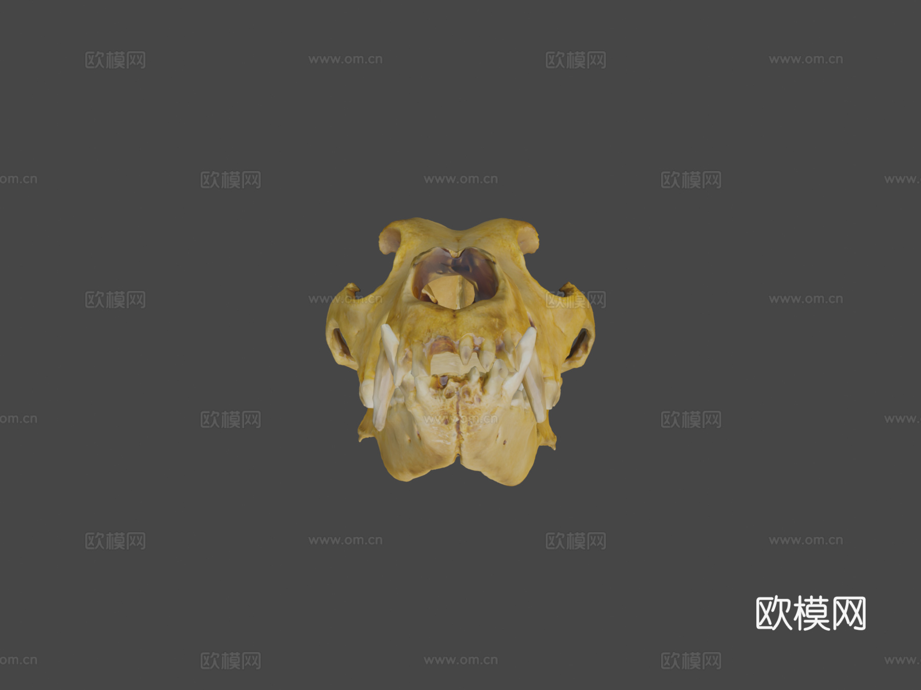 德国牧羊犬头骨扫描3d模型