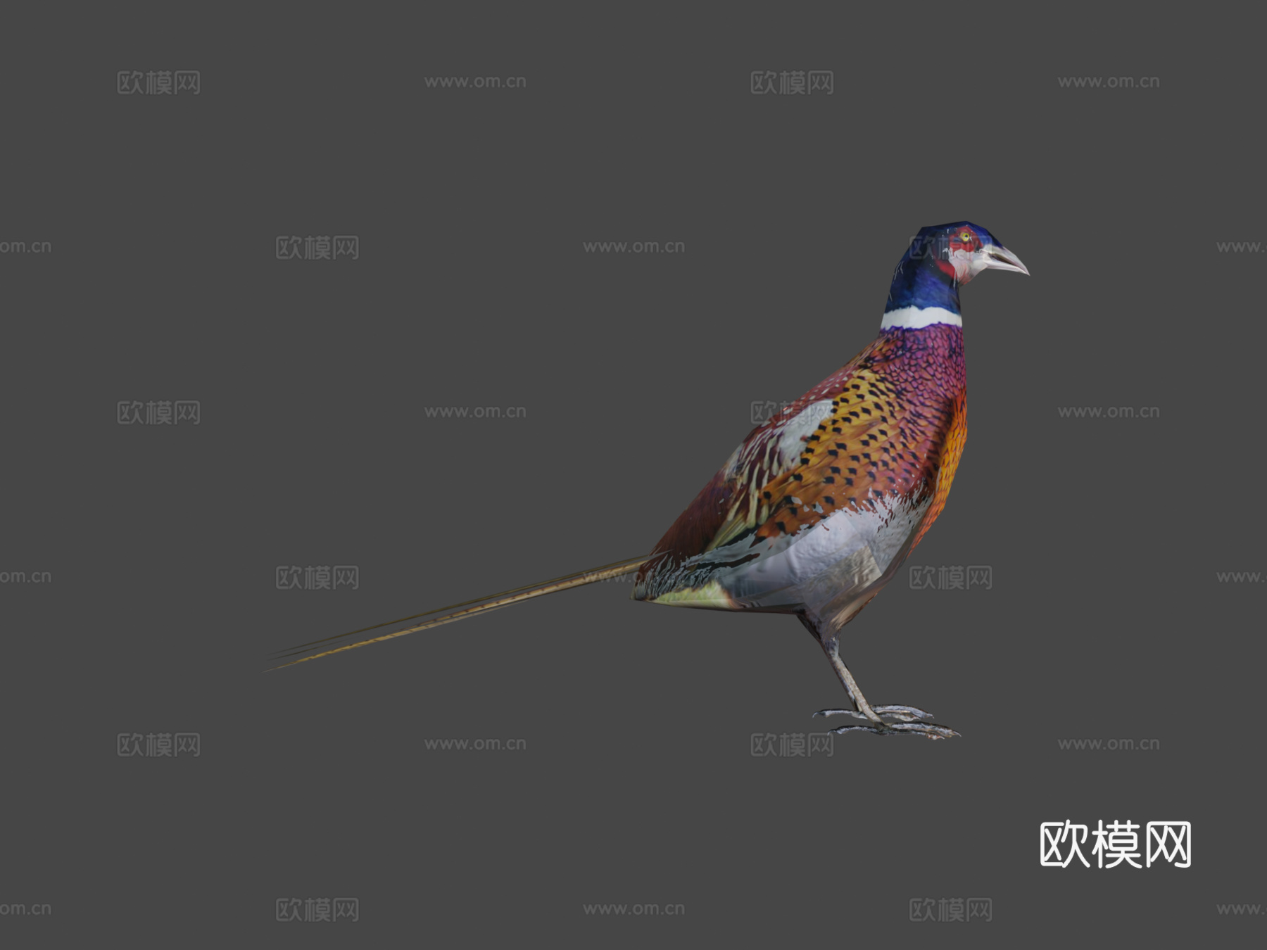 环颈雉3d模型