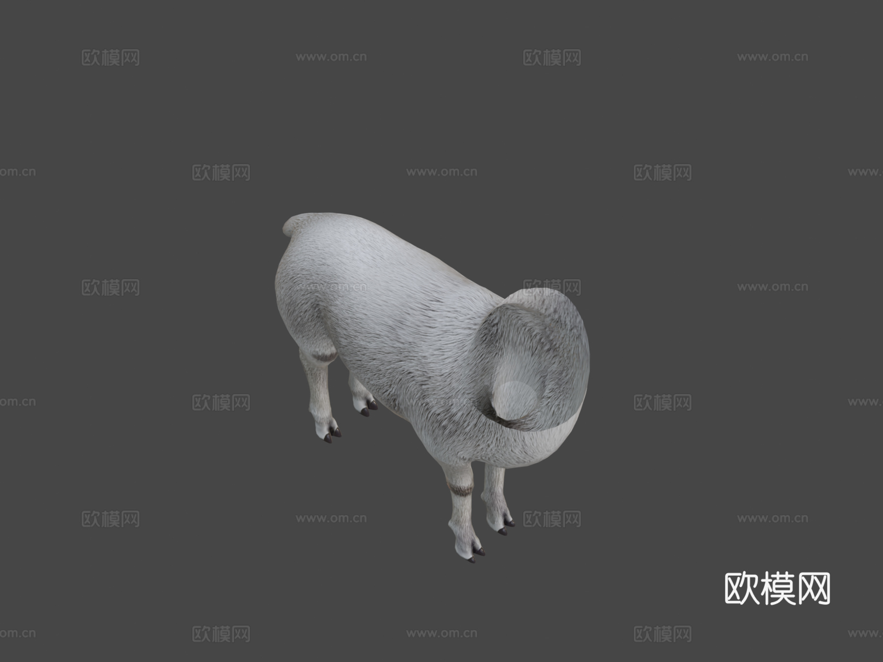 羊驼3d模型