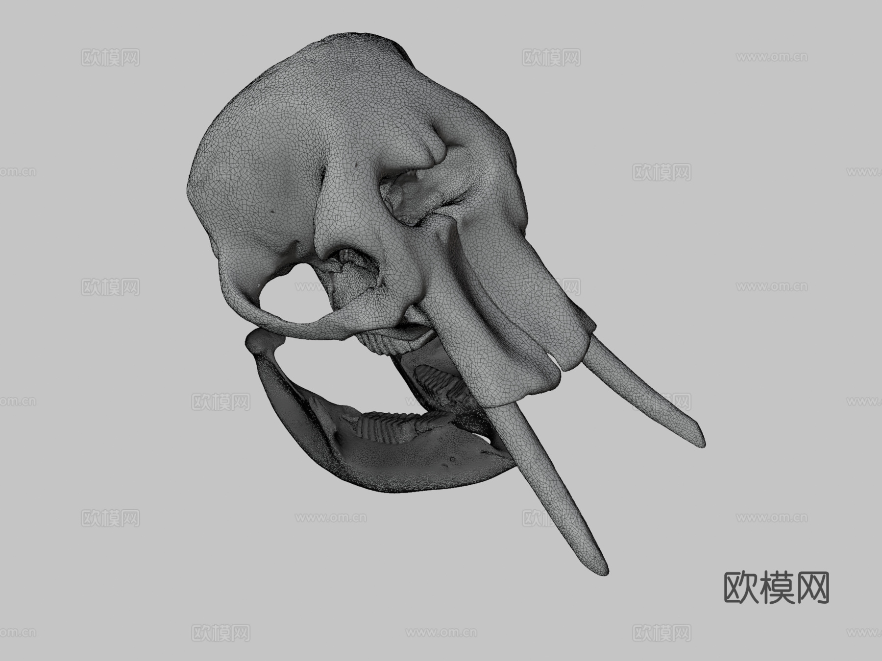 大象头骨3d模型