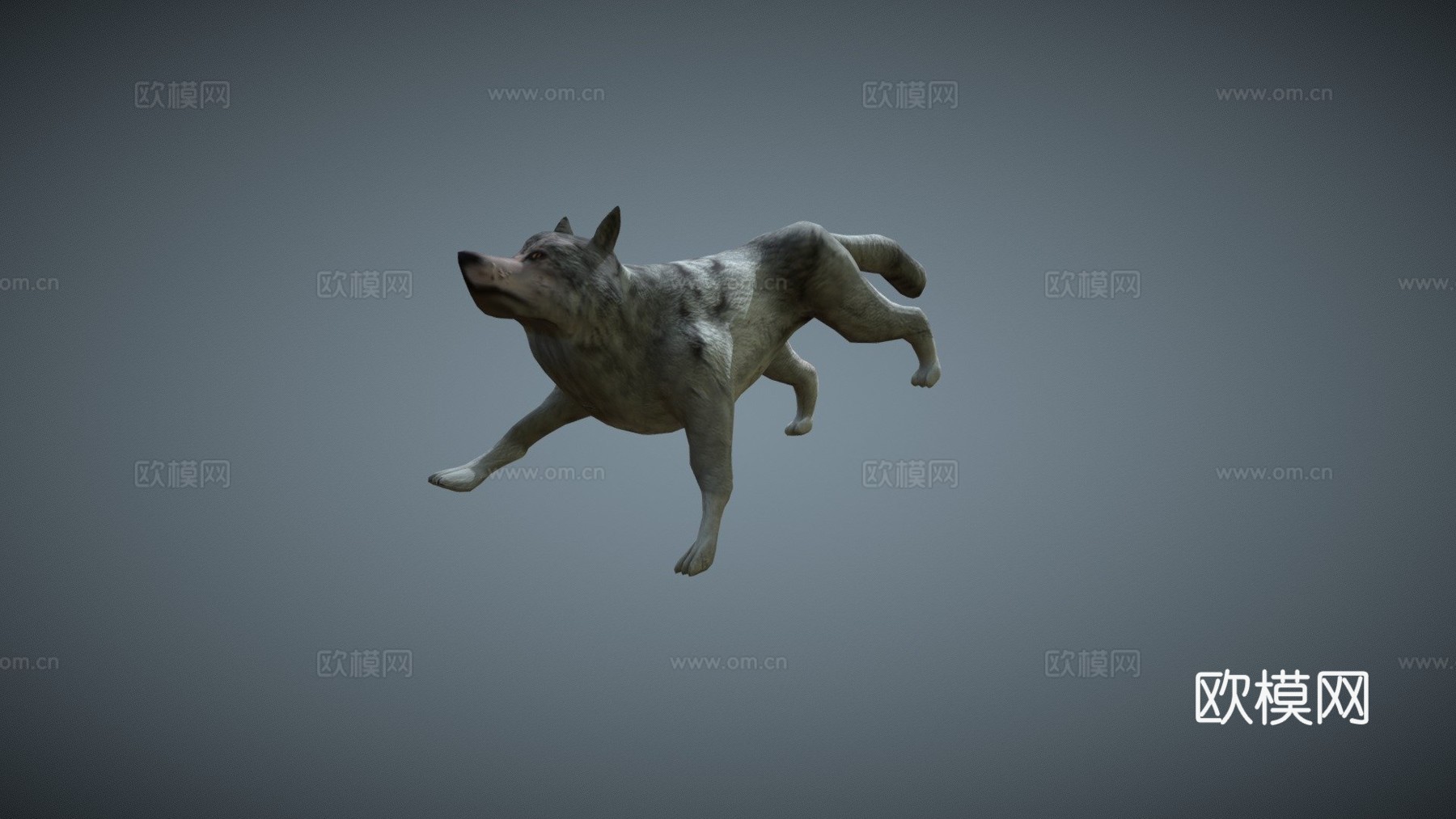 低多边形狼3d模型